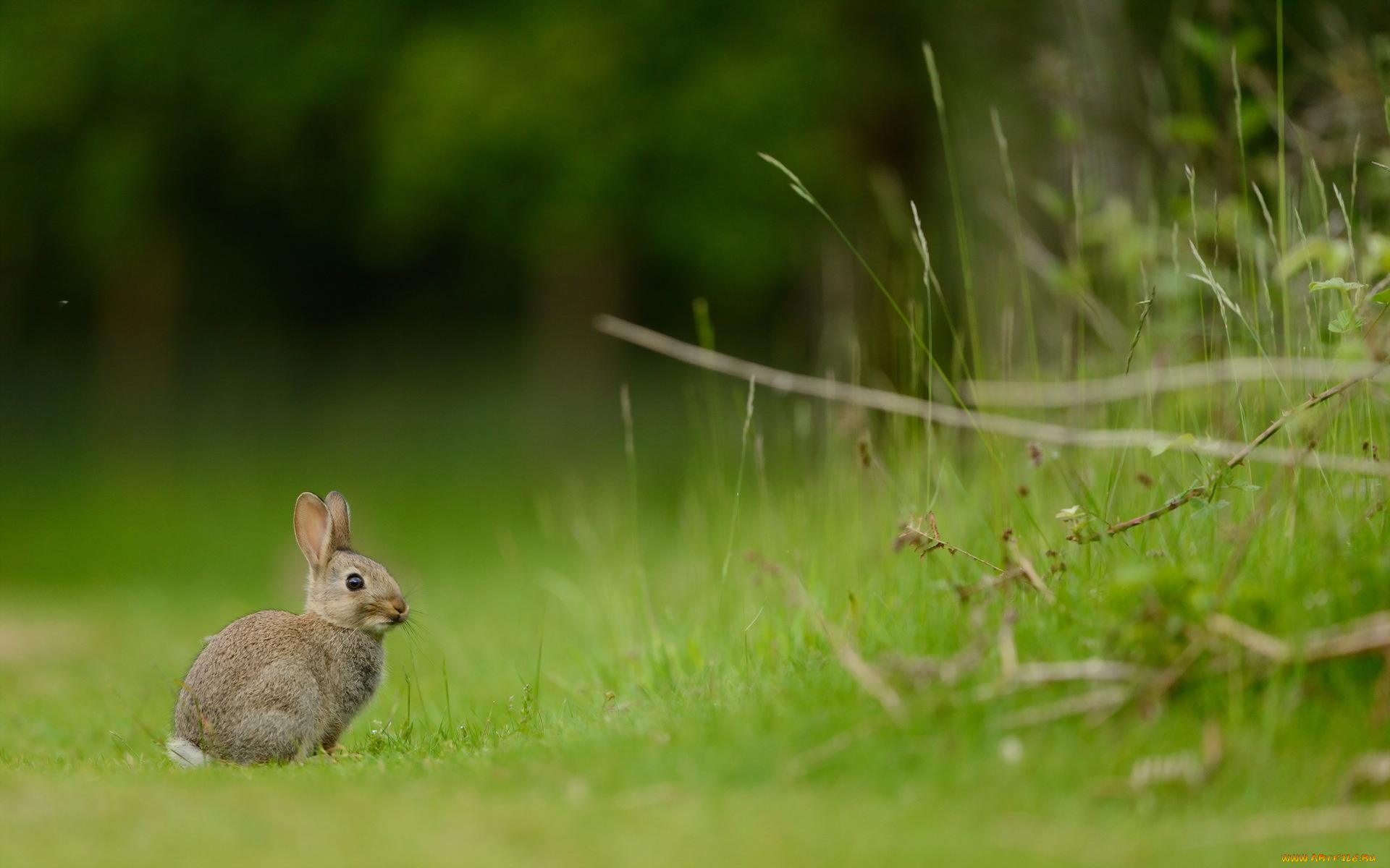 животные, кролики, , зайцы, лето, природа, кролик