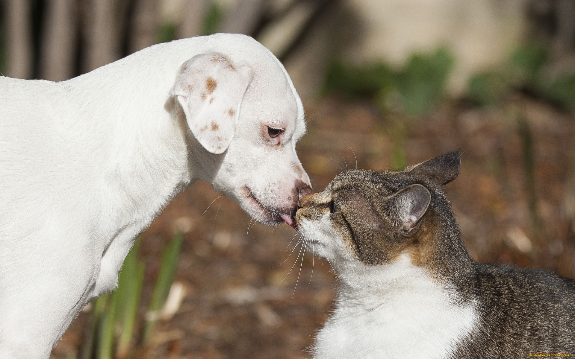 животные, разные, вместе, любовь, друзья, поцелуй, кошка, кот, щенок, собака