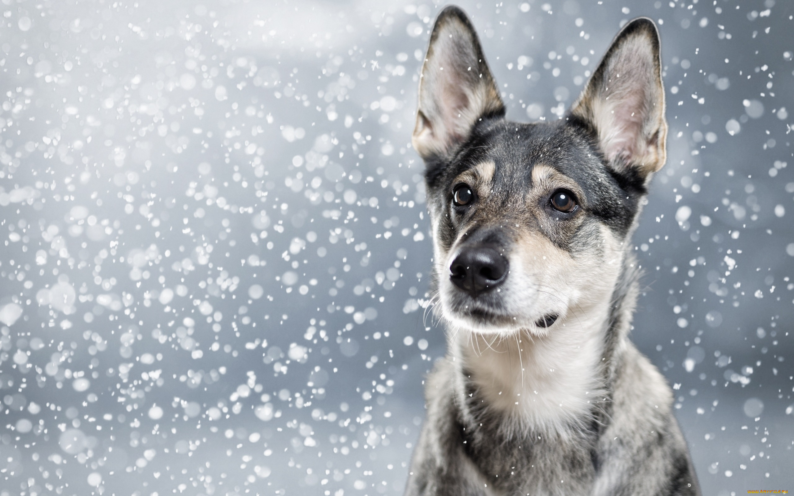 животные, собаки, морда, собака, портрет, снег, уши