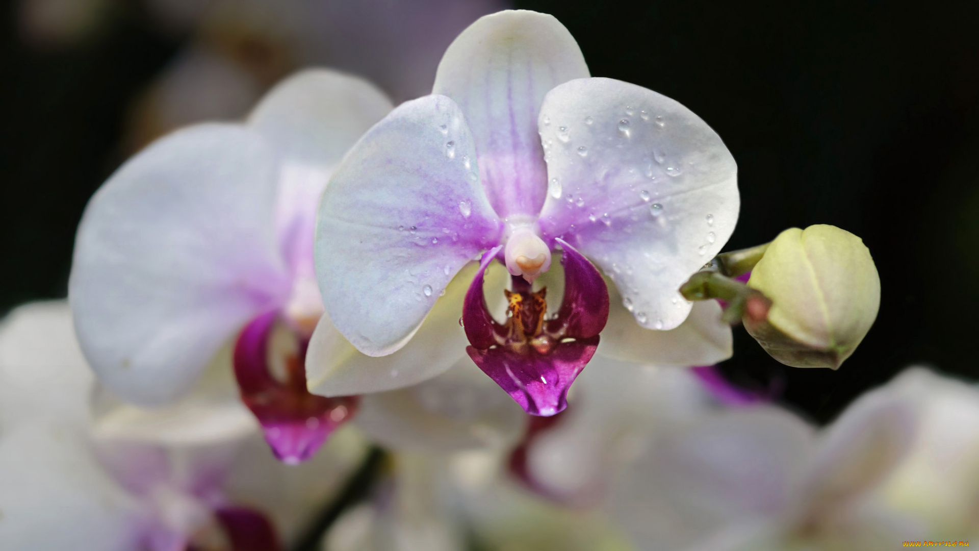 цветы, орхидеи, цветение, лепестки, цветки, орхидея