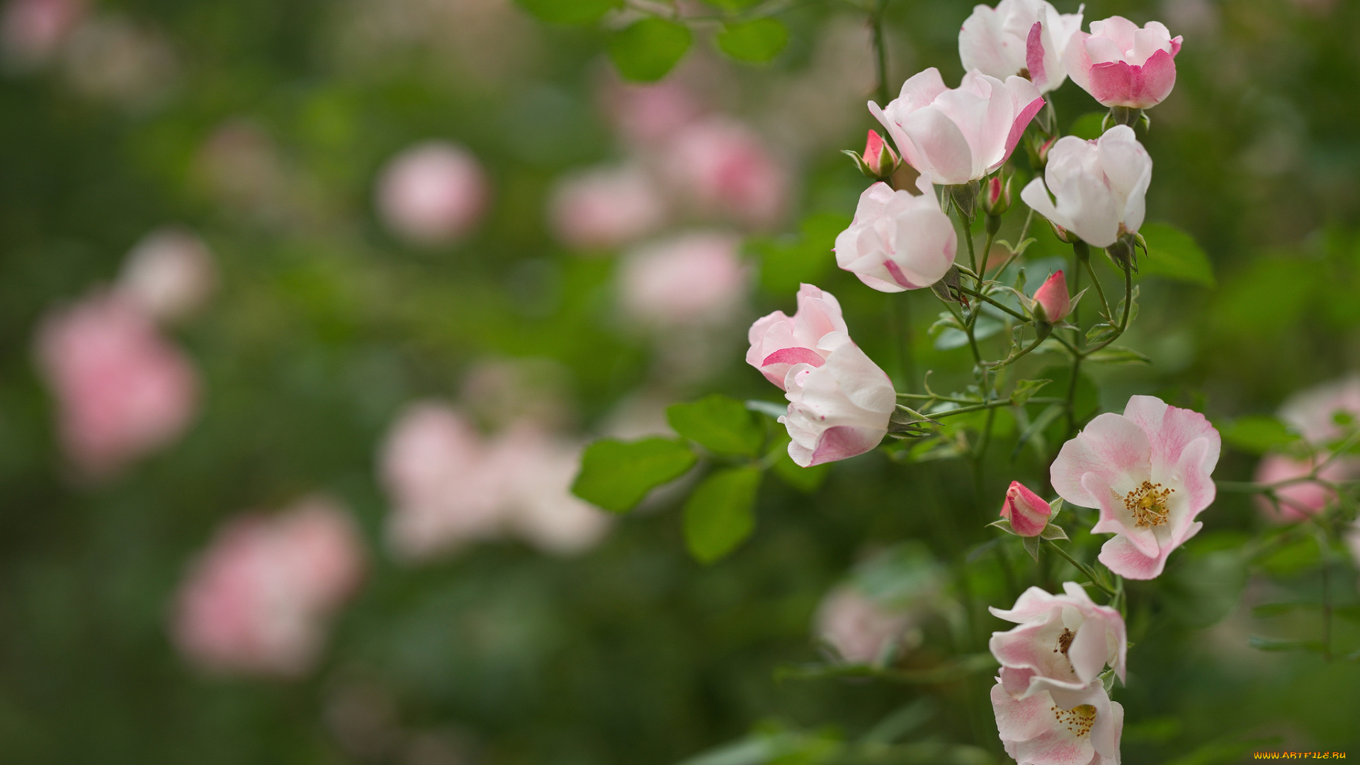 цветы, розы, leaves, blossoms, petals, bud, rose, цветение, листья, лепестки, бутон, роза