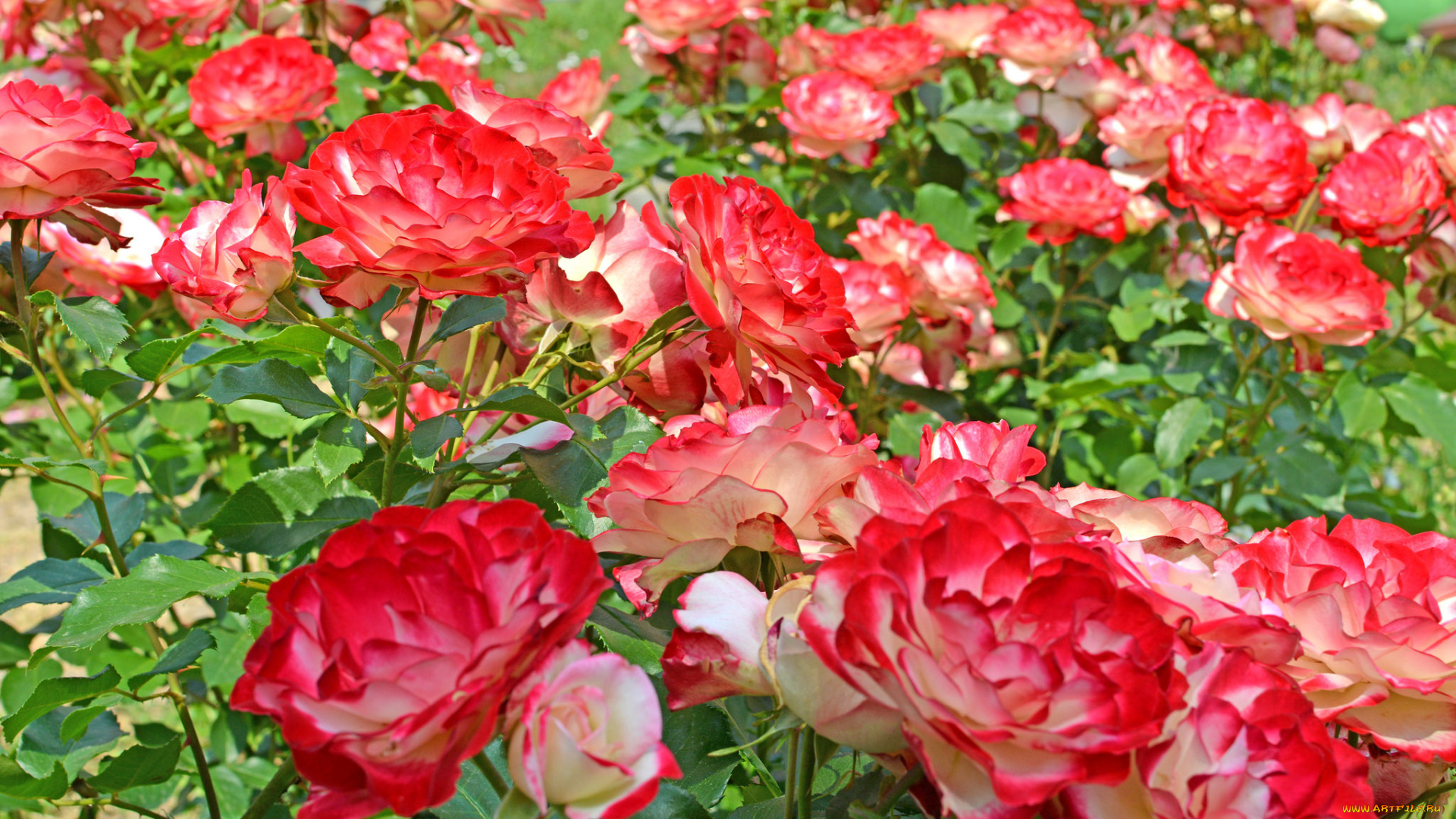 цветы, розы, роза, бутон, лепестки, листья, цветение, rose, bud, petals, leaves, blossoms