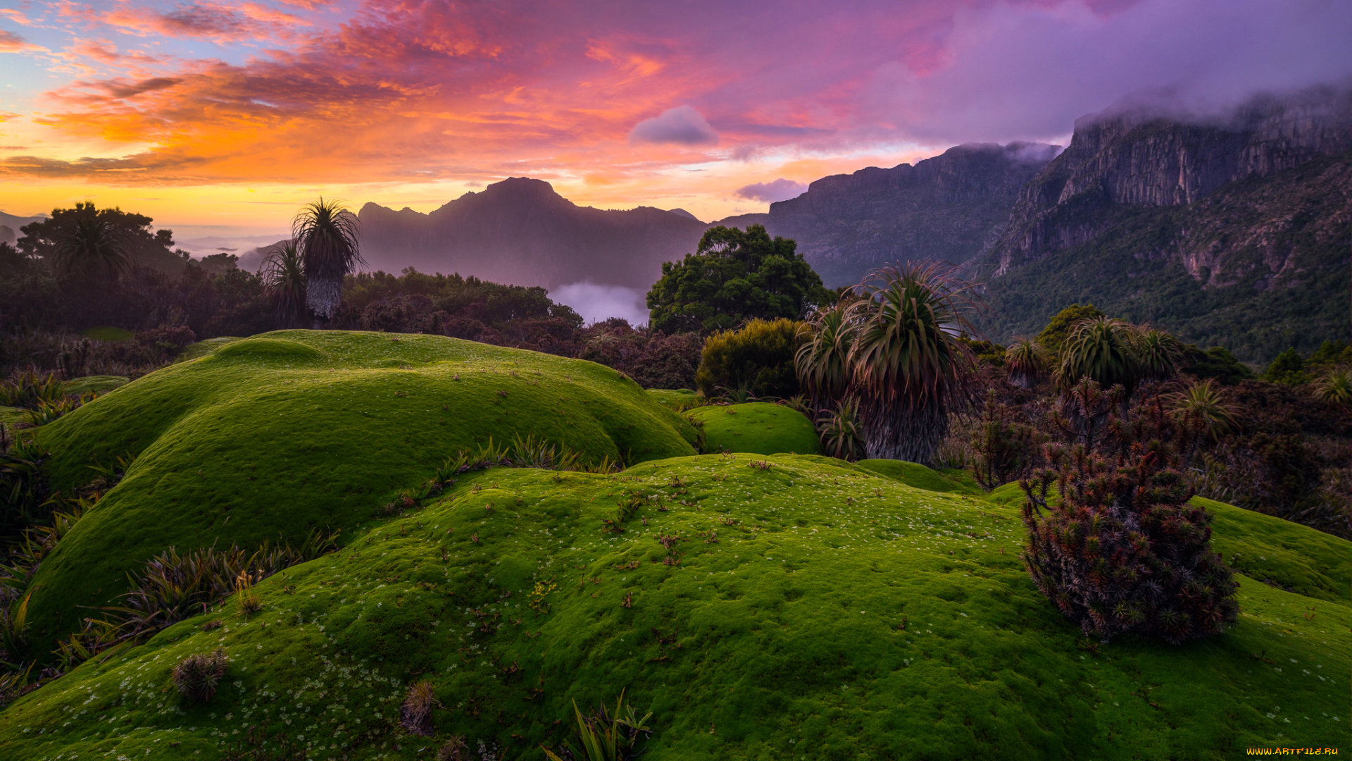 природа, пейзажи, лес, скалы, небо, tasmania, рассвет, облака, австралия, кусты, деревья, туман, горы