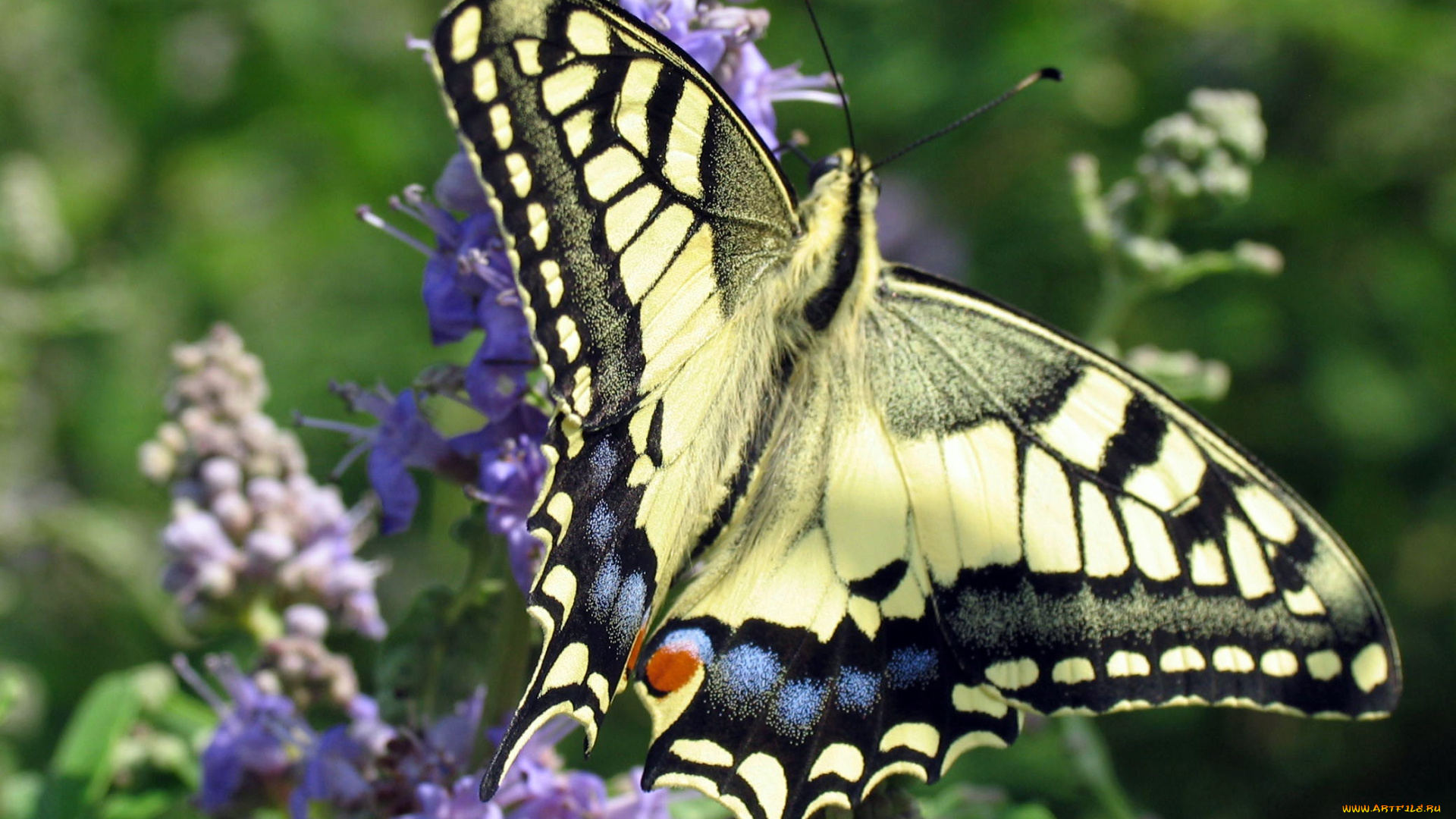 животные, бабочки, , мотыльки, , моли, бабочка, узор, крылья, махаон