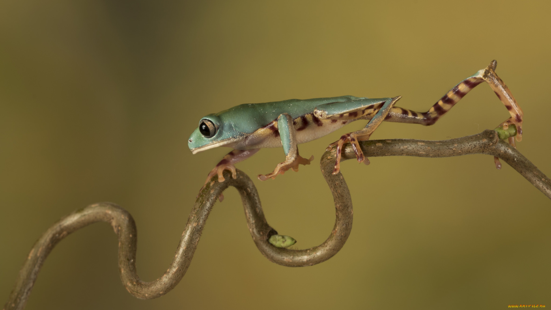 животные, лягушки, frog, цветок, лягушка, flower