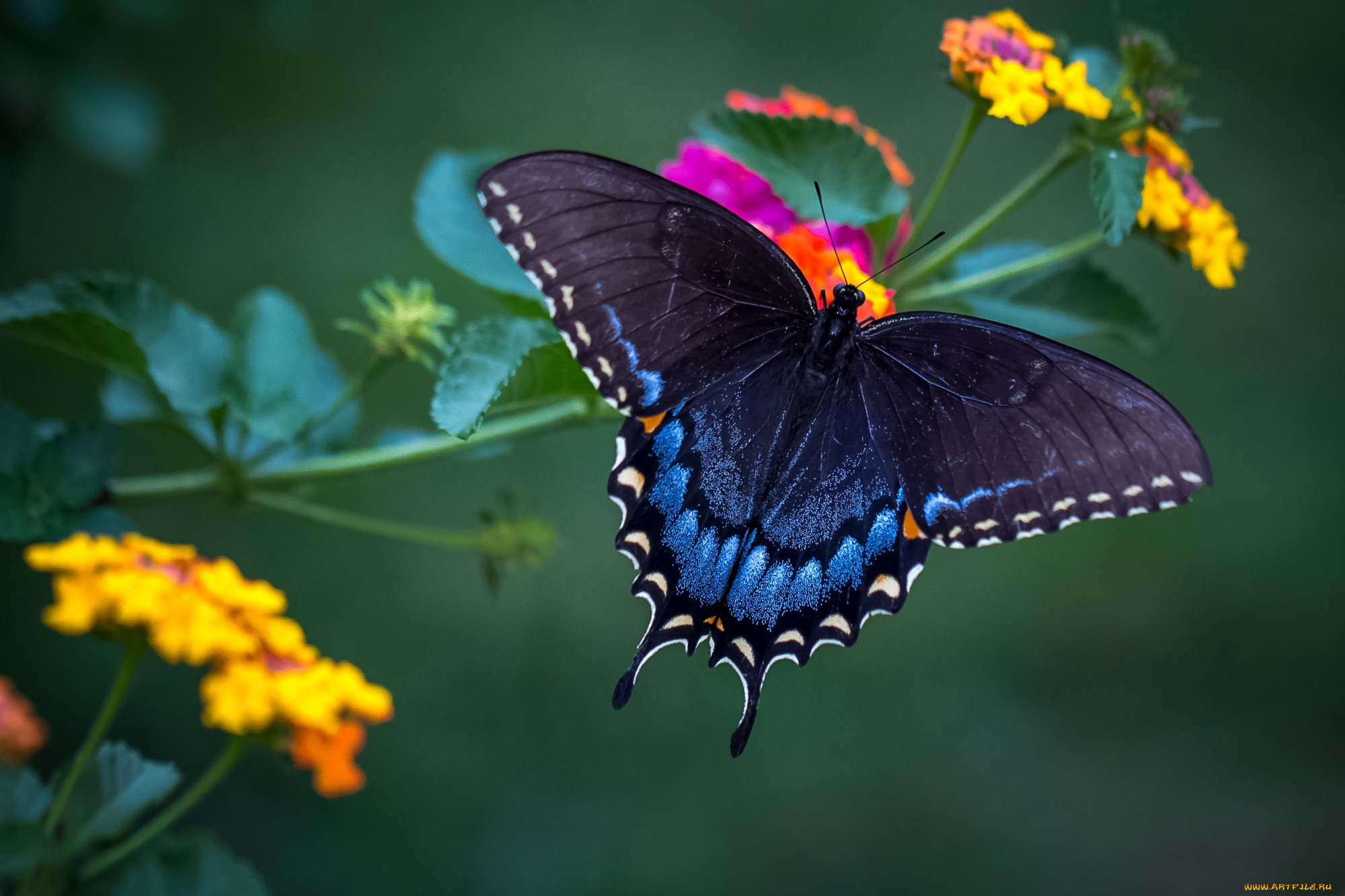 животные, бабочки, , мотыльки, , моли, бабочка, красавица, лантана, крылья