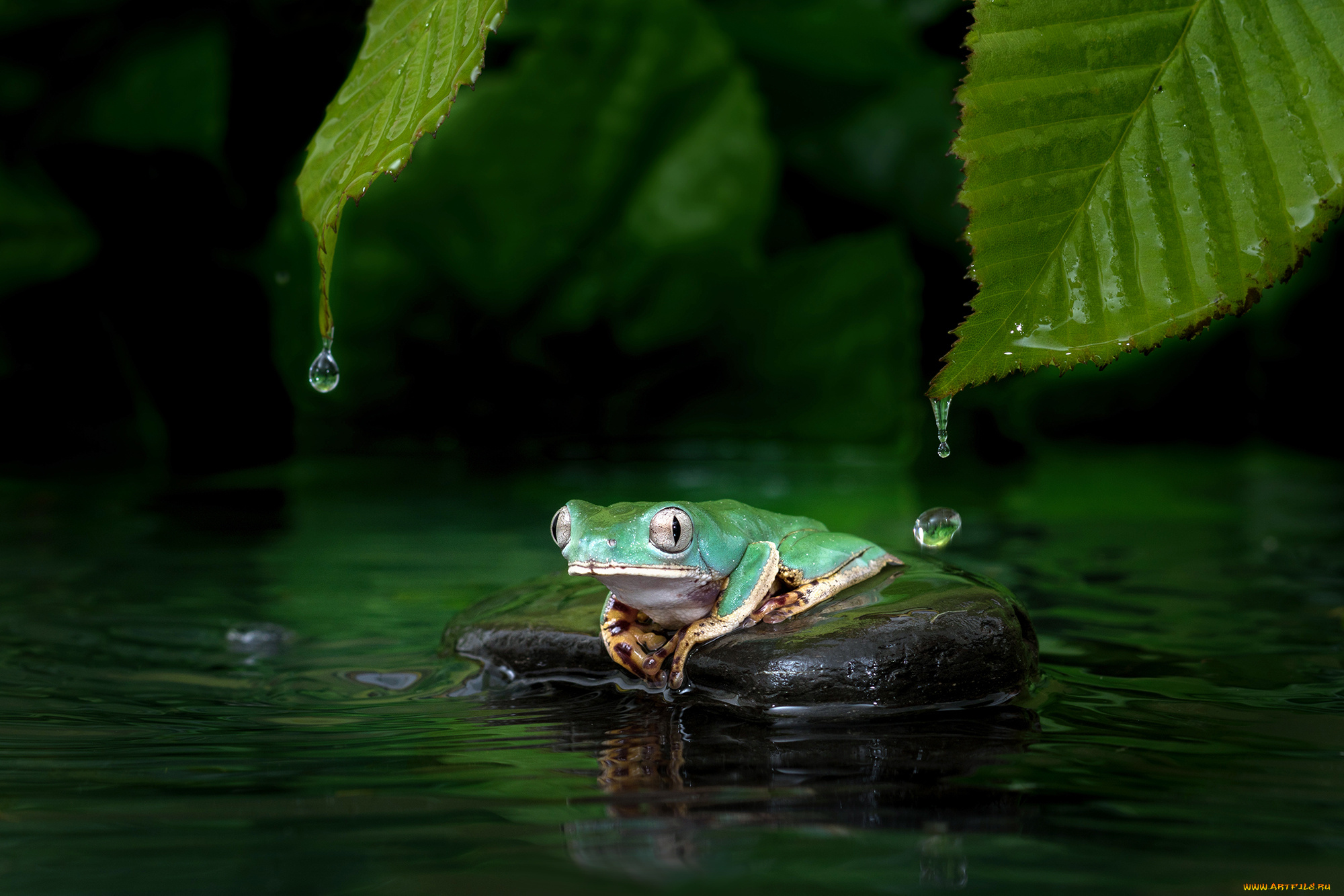 животные, лягушки, вода, окрас, лягушка