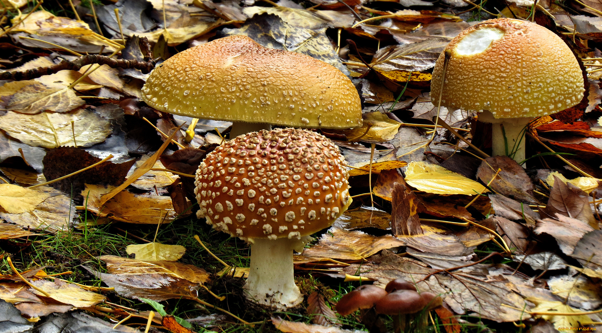 природа, грибы, , мухомор, осень