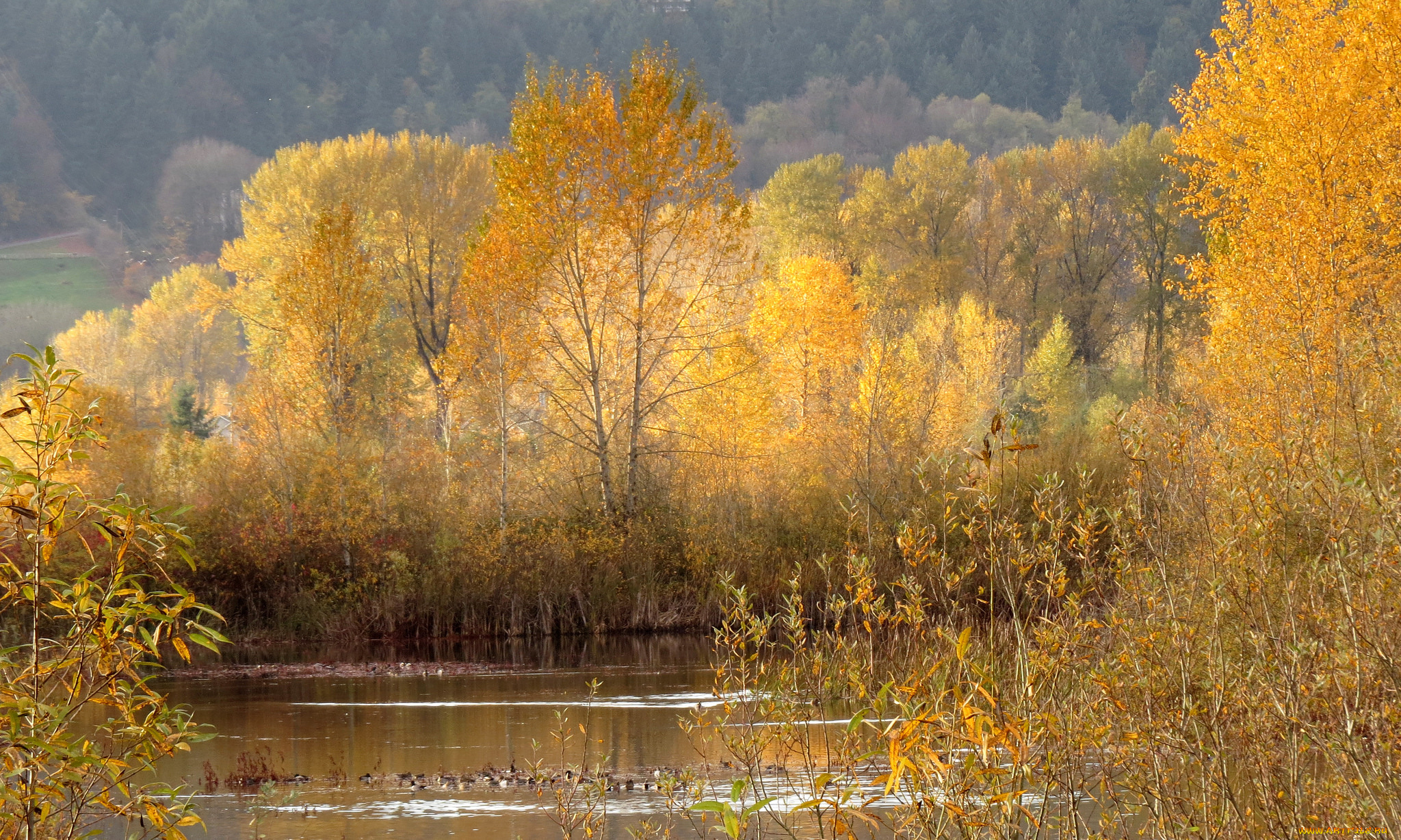 природа, реки, озера, осень