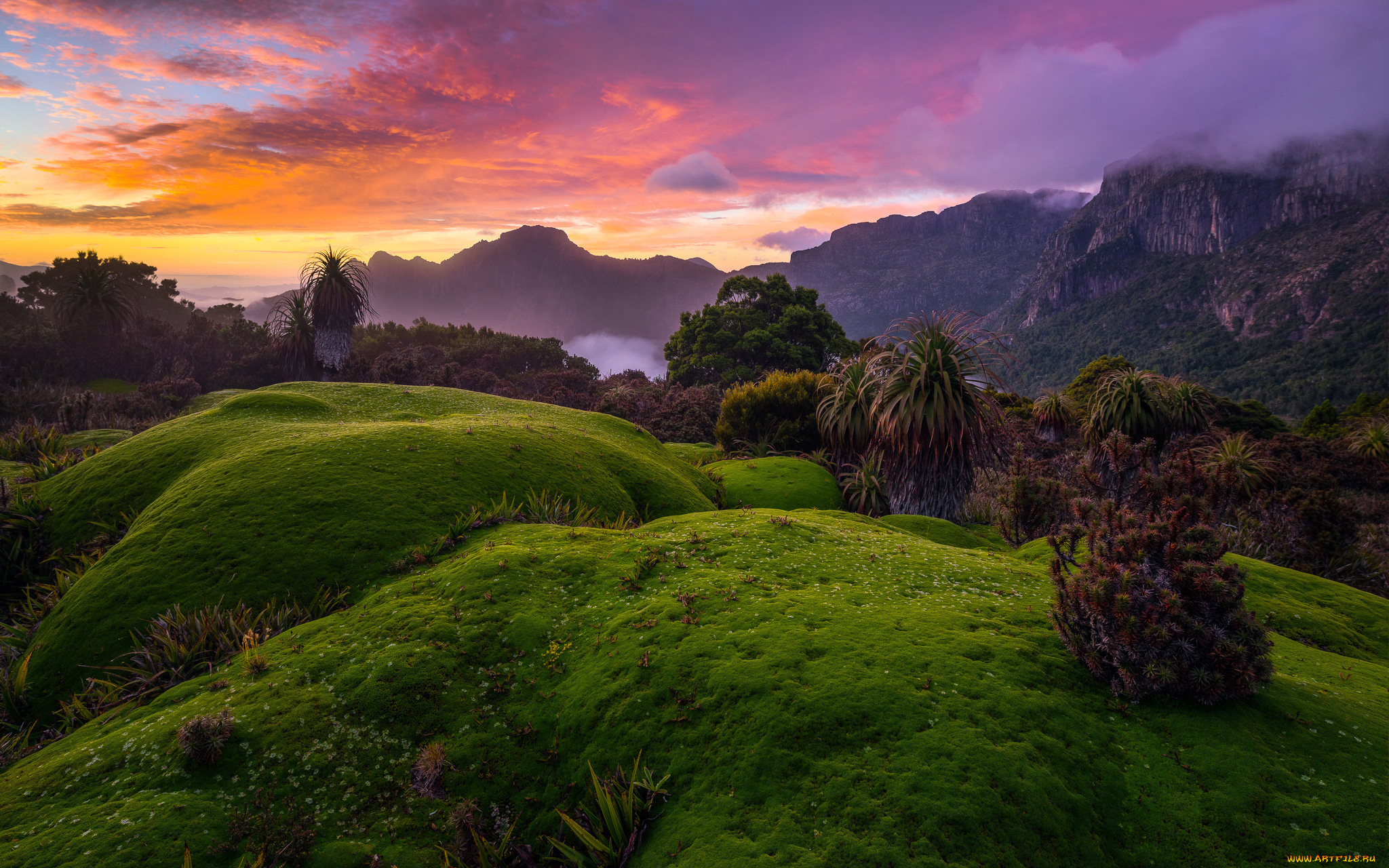 природа, пейзажи, лес, скалы, небо, tasmania, рассвет, облака, австралия, кусты, деревья, туман, горы