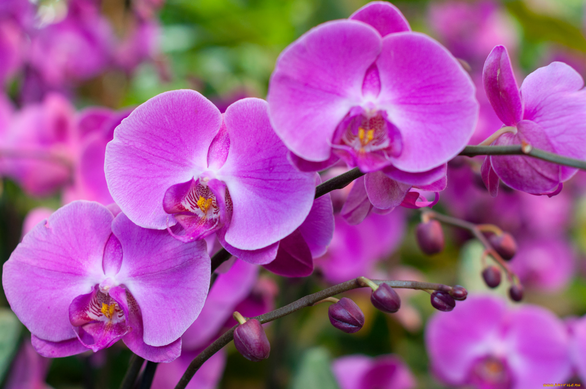 цветы, орхидеи, orchids, flowers, цветение, flowering