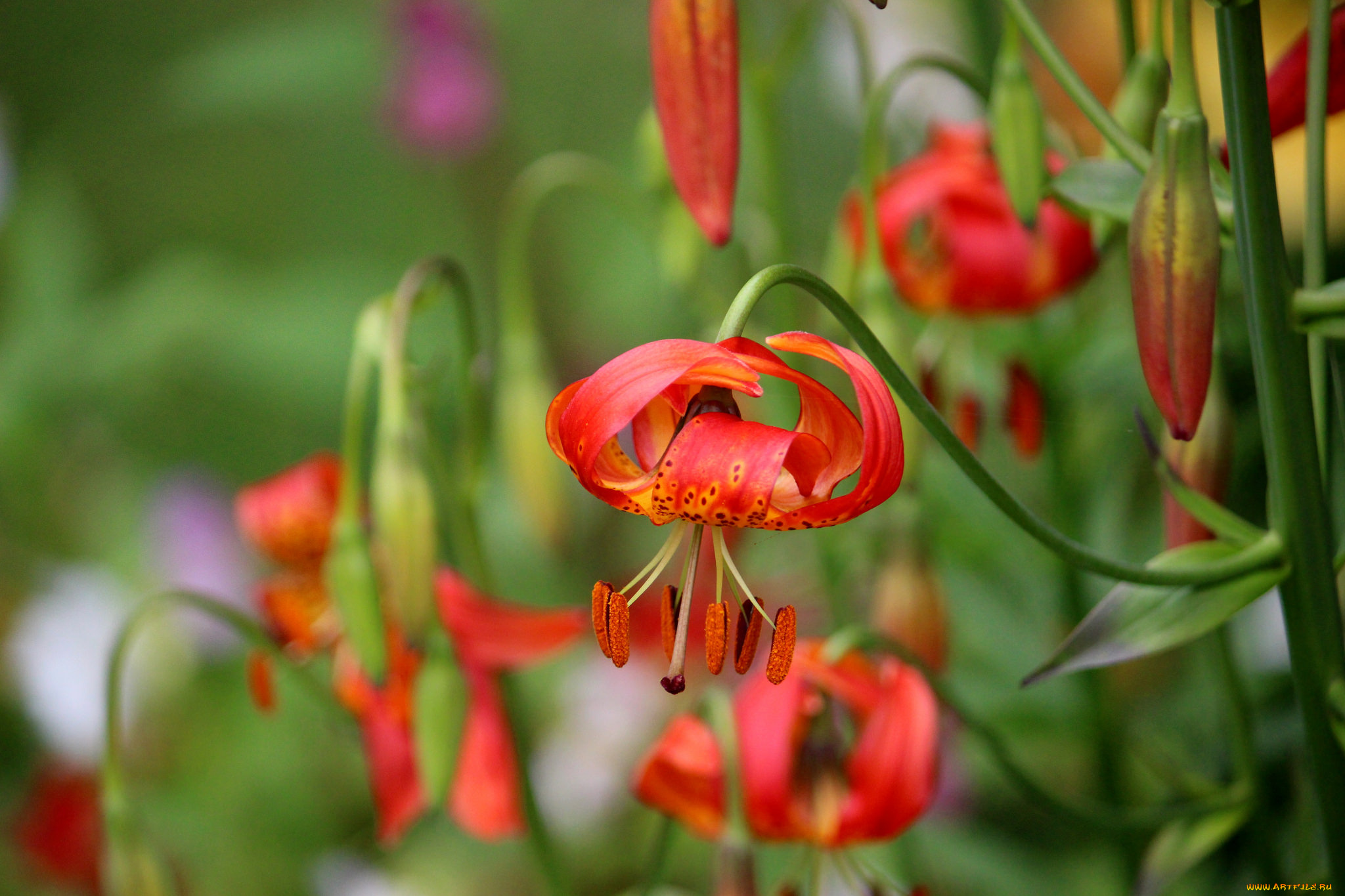 цветы, лилии, , лилейники, blooms, buds, pink, lily, цветение, бутоны, розовые