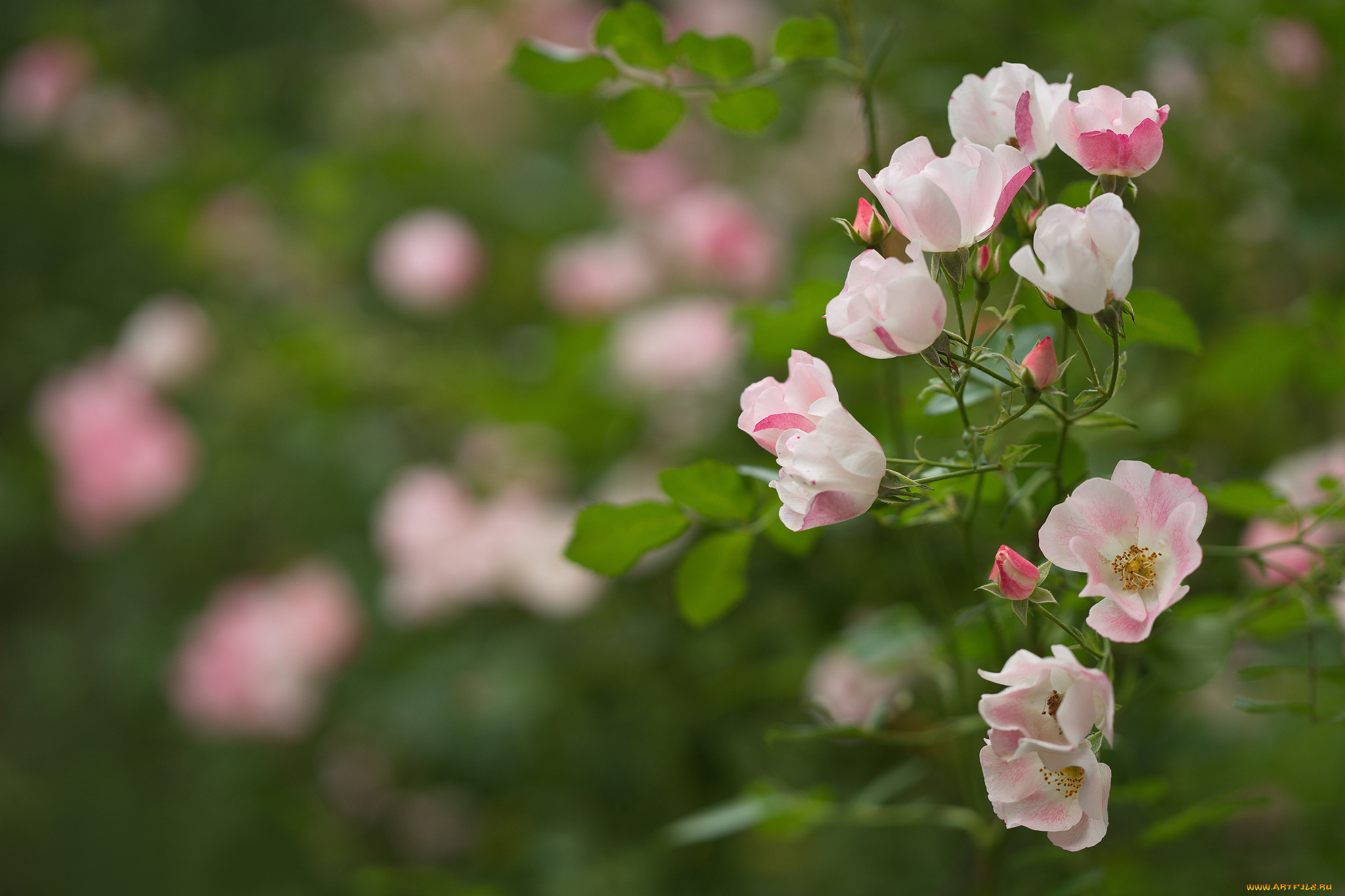 цветы, розы, leaves, blossoms, petals, bud, rose, цветение, листья, лепестки, бутон, роза