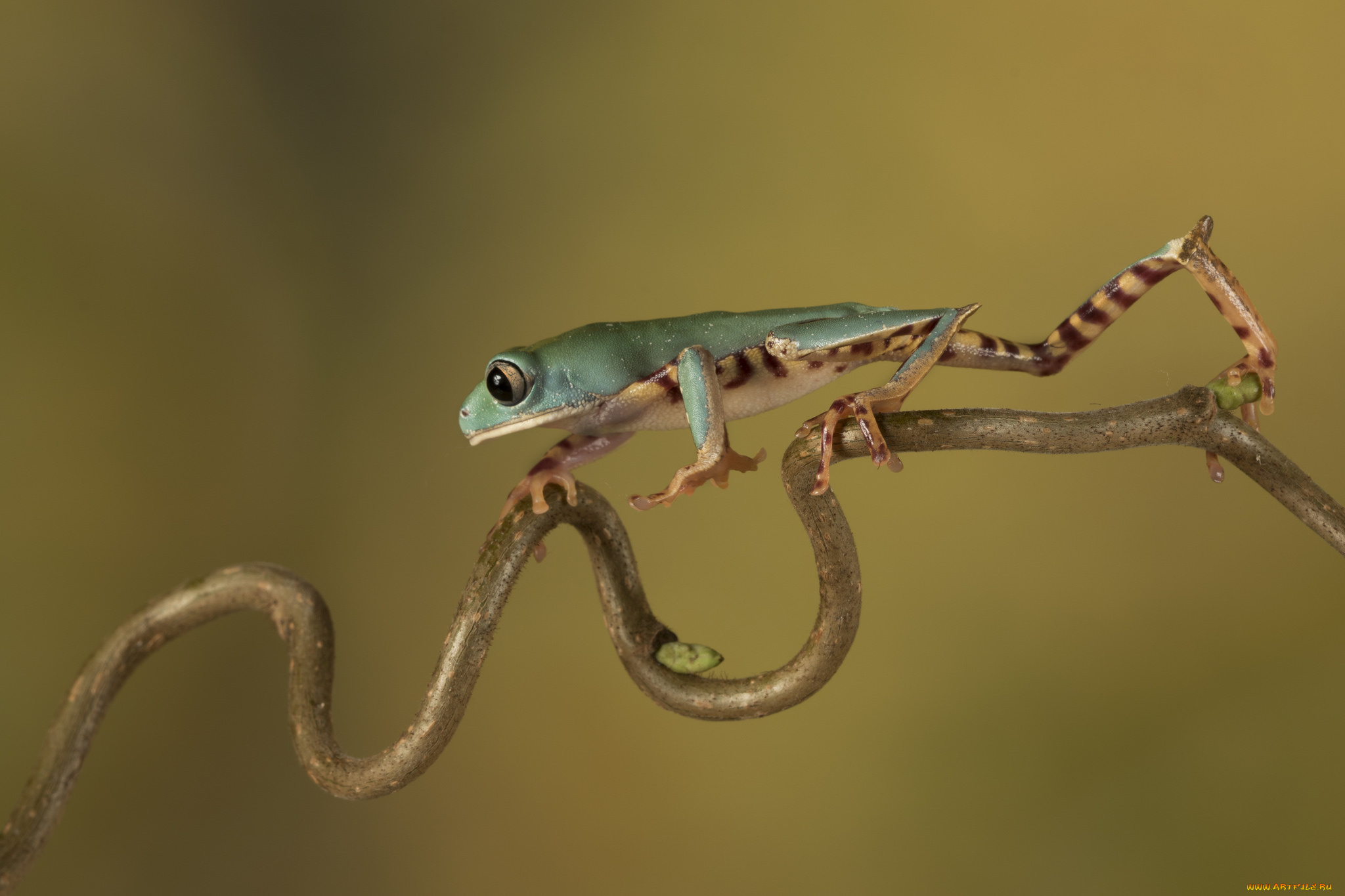 животные, лягушки, frog, цветок, лягушка, flower