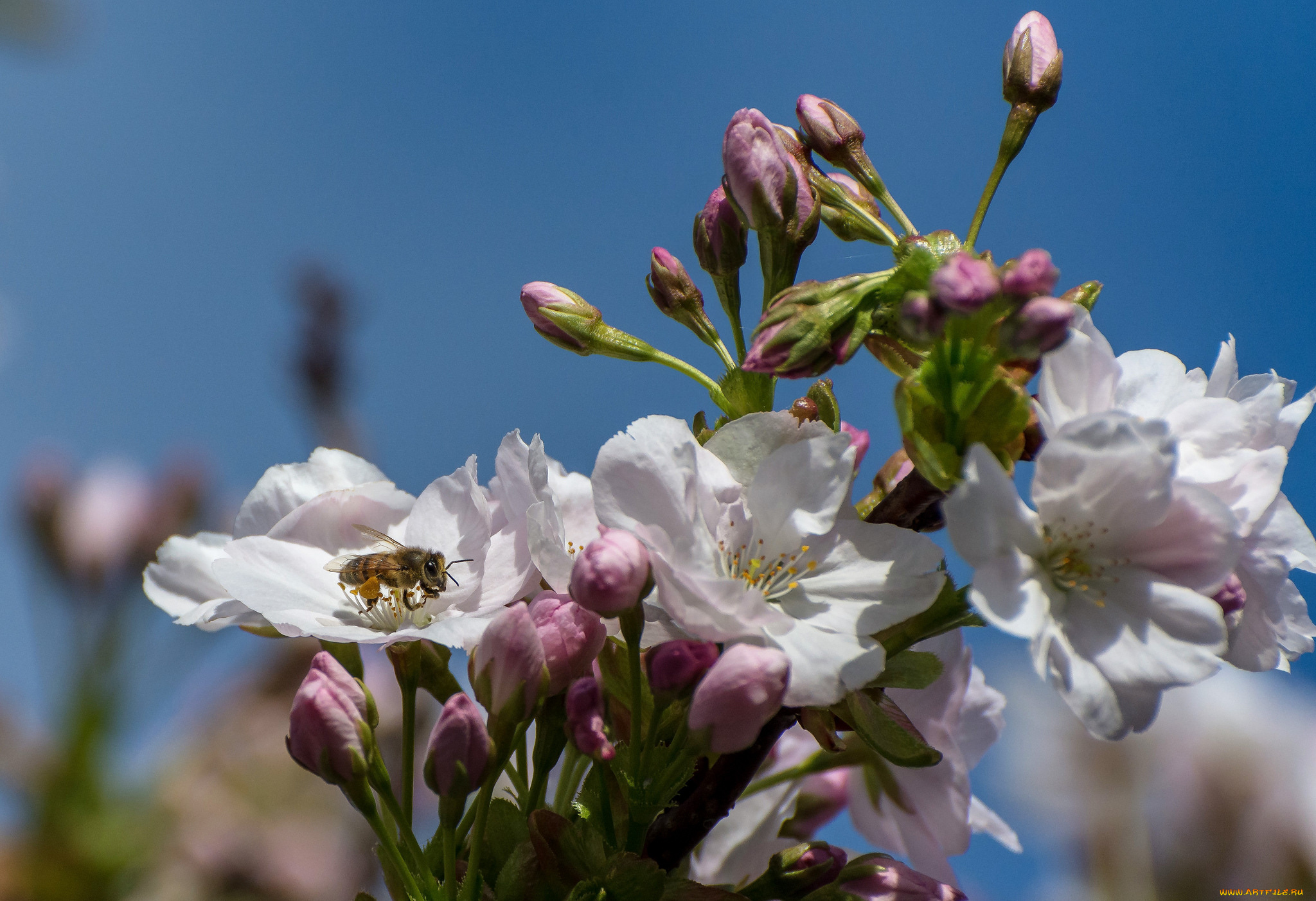 цветы, цветущие, деревья, , , кустарники, apple, flowers, leaves, branch, яблони, листья, ветка