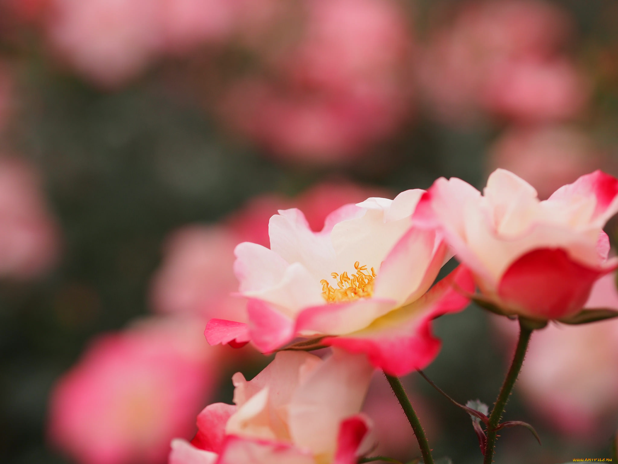 лепестки бутон роза petals Bud rose бесплатно