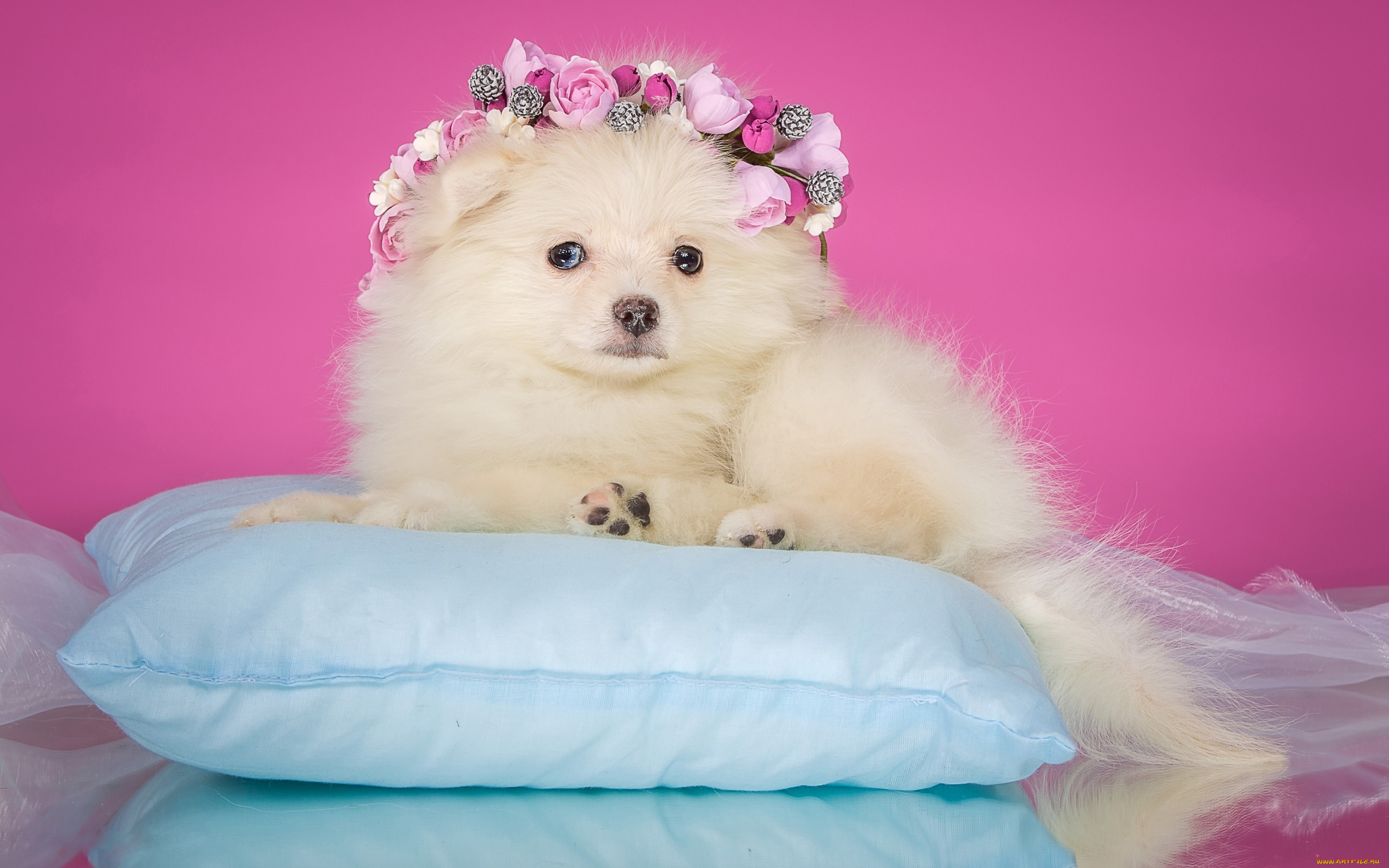 животные, собаки, собака, цветы, венок, лежит, фон, щенок, органза, нарядная, подушка, розовый, шпиц