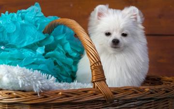 Картинка животные собаки голубой шпиц сидит корзина фотосессия мордашка фон бумага белый махровая портрет собака щенок