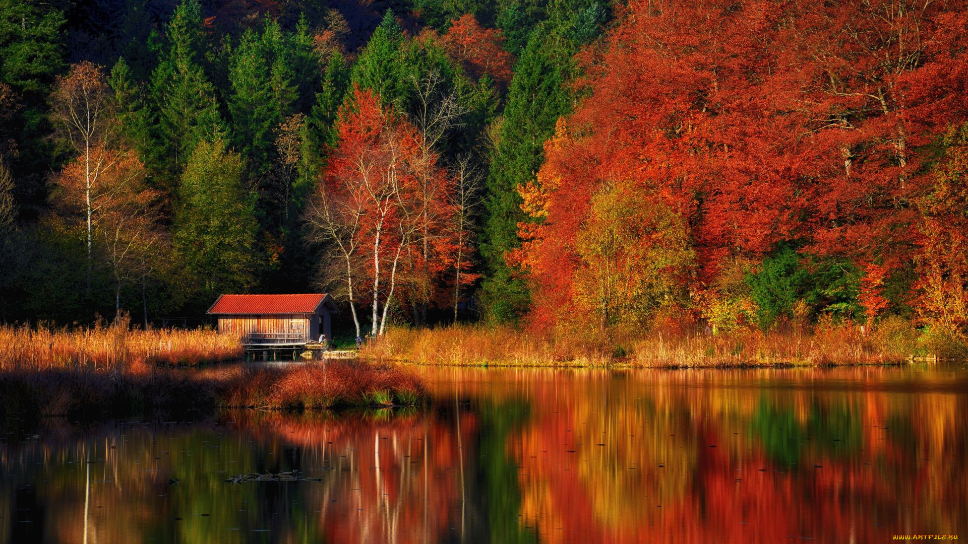 природа, реки, озера, река, отражение, деревья, осень