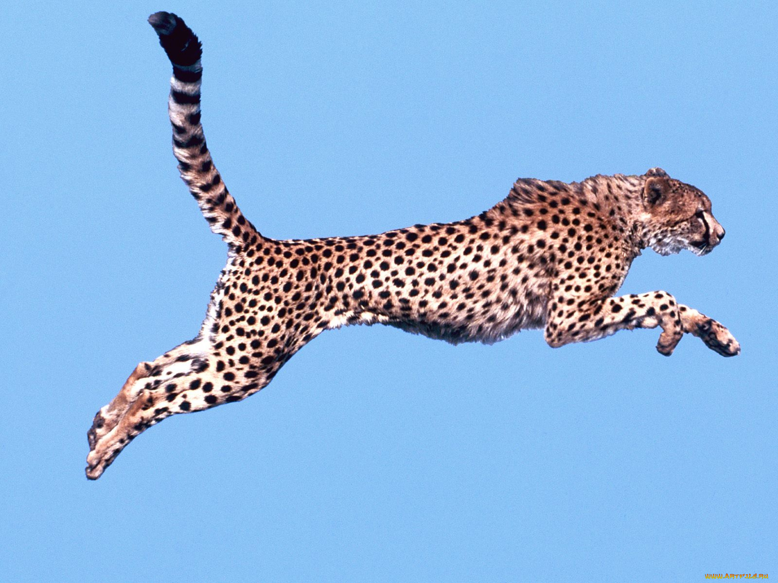 air, time, cheetah, животные, гепарды
