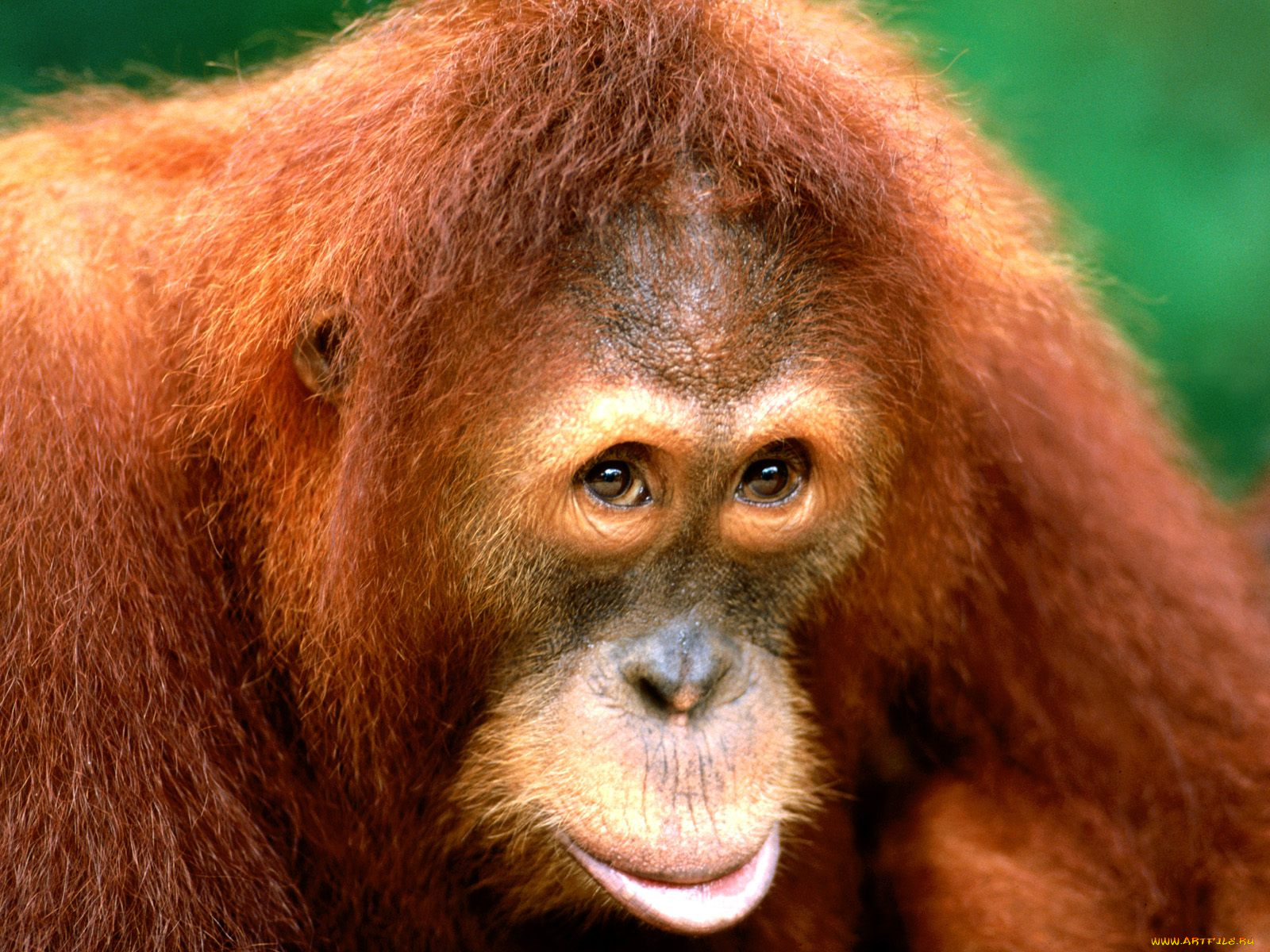 being, coy, sumartran, orangutan, животные, обезьяны