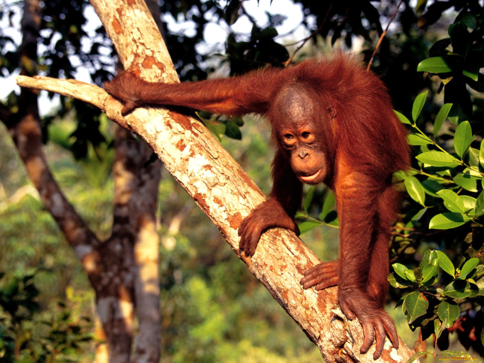 borneo, orangutan, животные, обезьяны