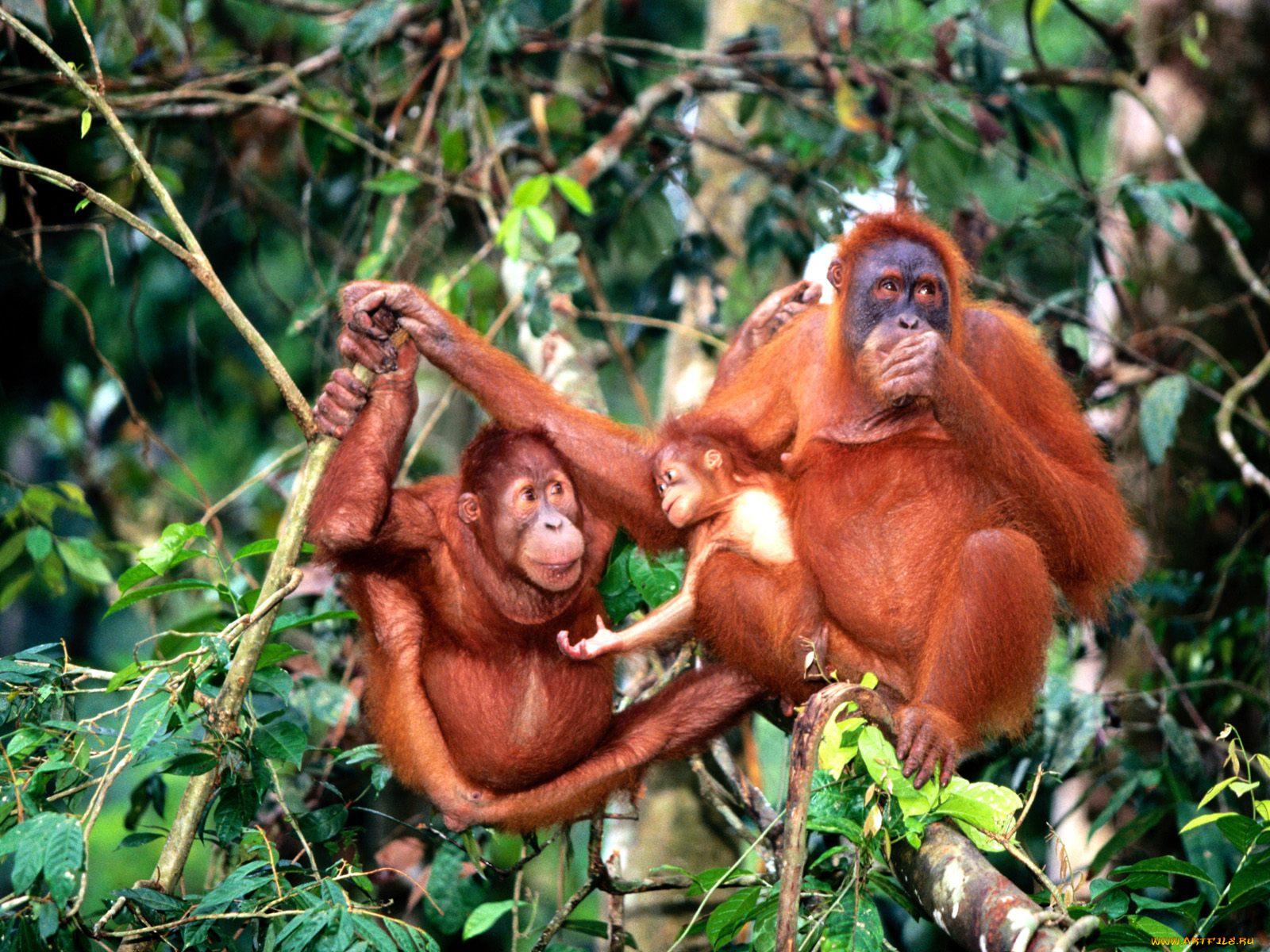 center, of, attention, sumatran, orangutans, животные, обезьяны