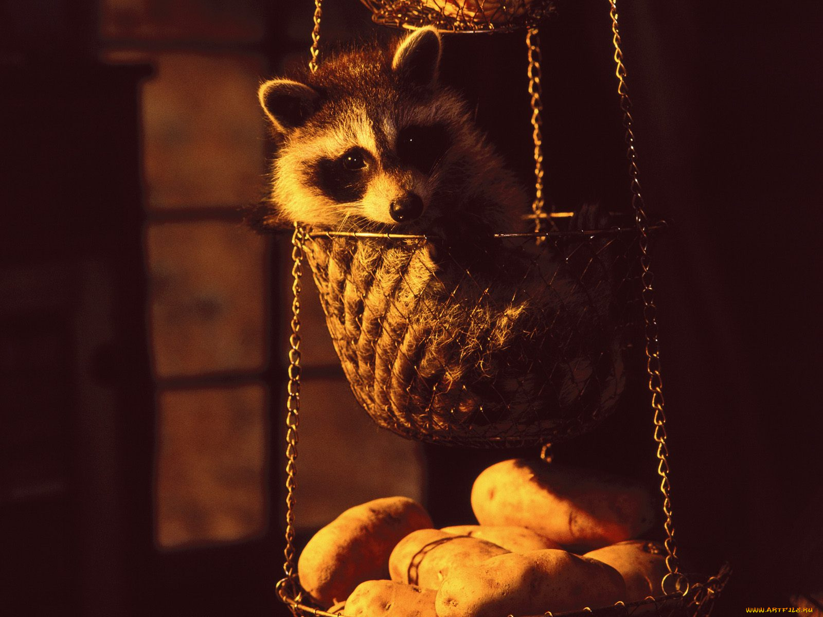 hanging, basket, raccoon, животные, еноты