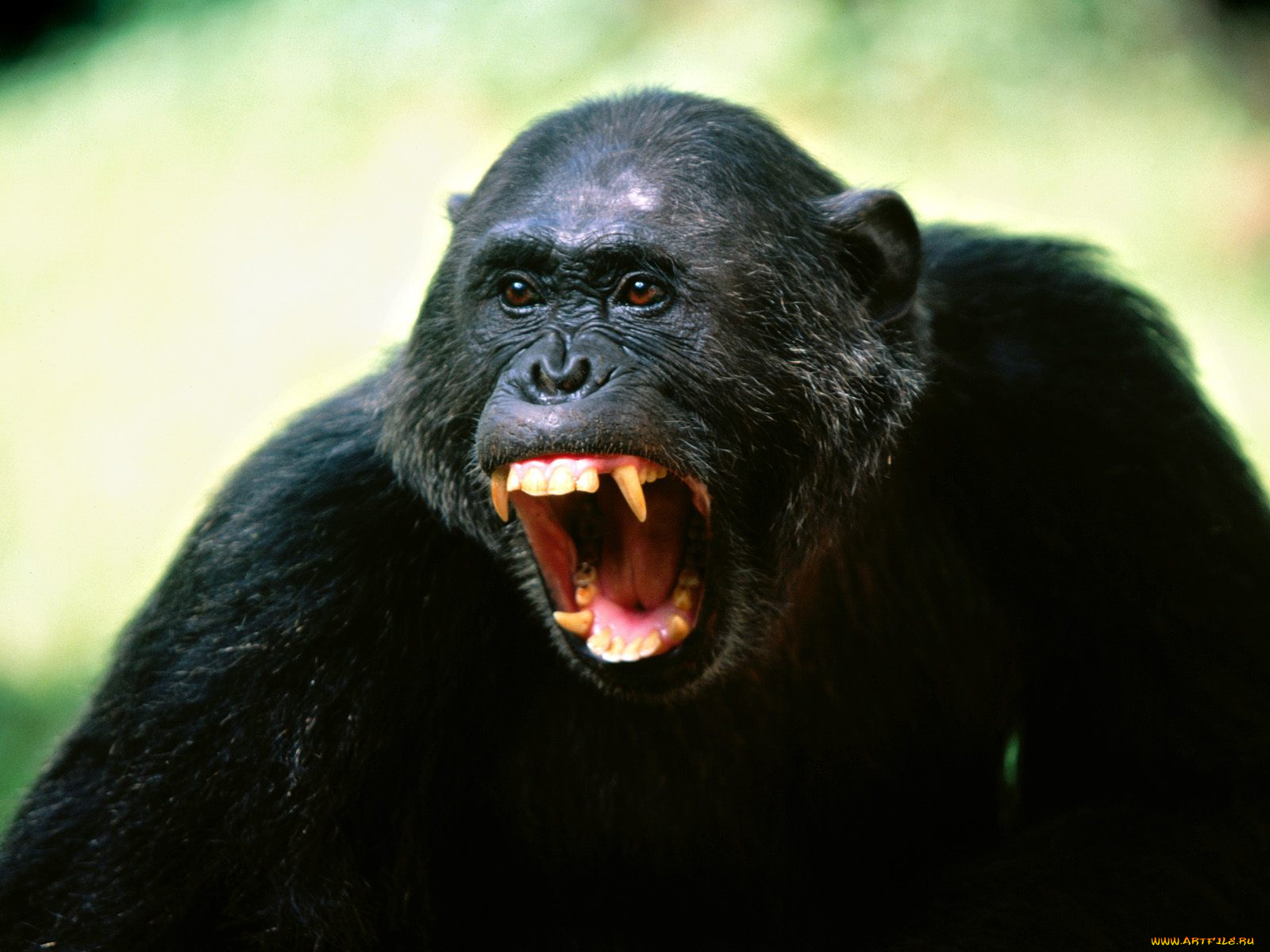his, opinion, chimpanze, животные, обезьяны