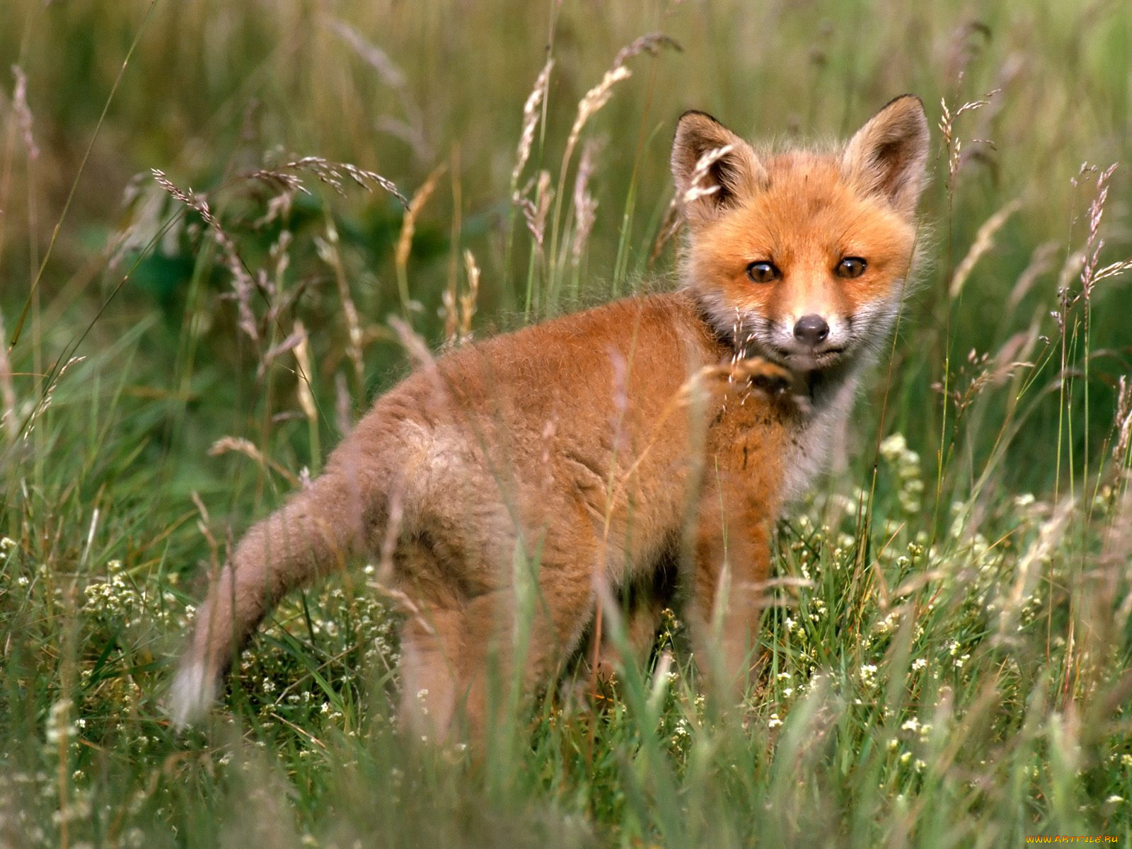 red, fox, kit, in, meadow, животные, лисы