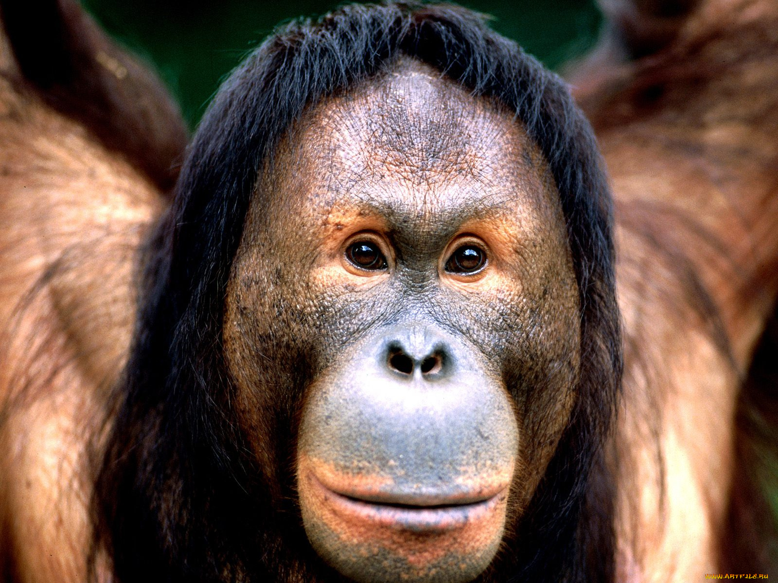 right, eyes, borneo, orangutan, животные, обезьяны