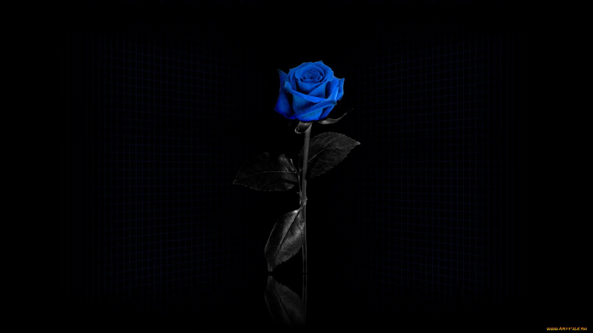 цветы, розы, роза, темный, голубой