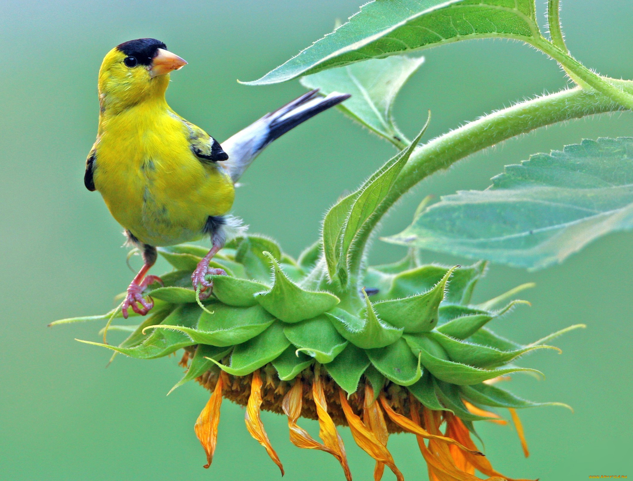природа животные птицы цветы желтая загрузить
