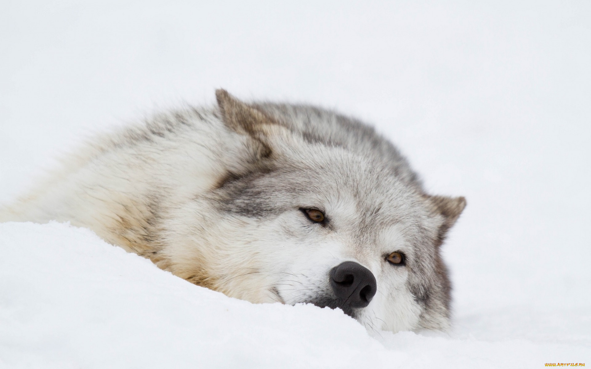 животные, волки, , койоты, , шакалы, снег, зима, отдых, морда, волк
