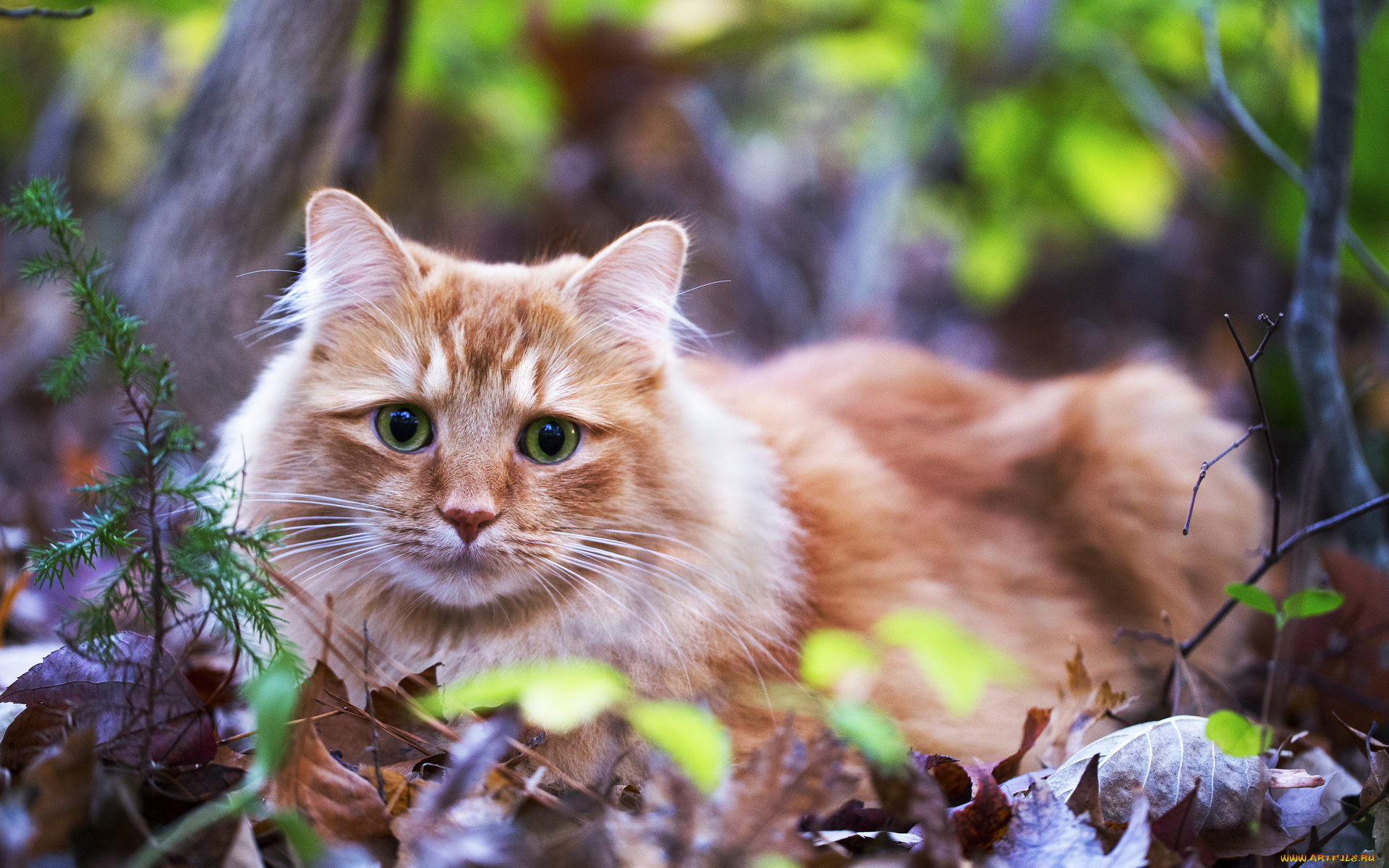 животные, коты, листва