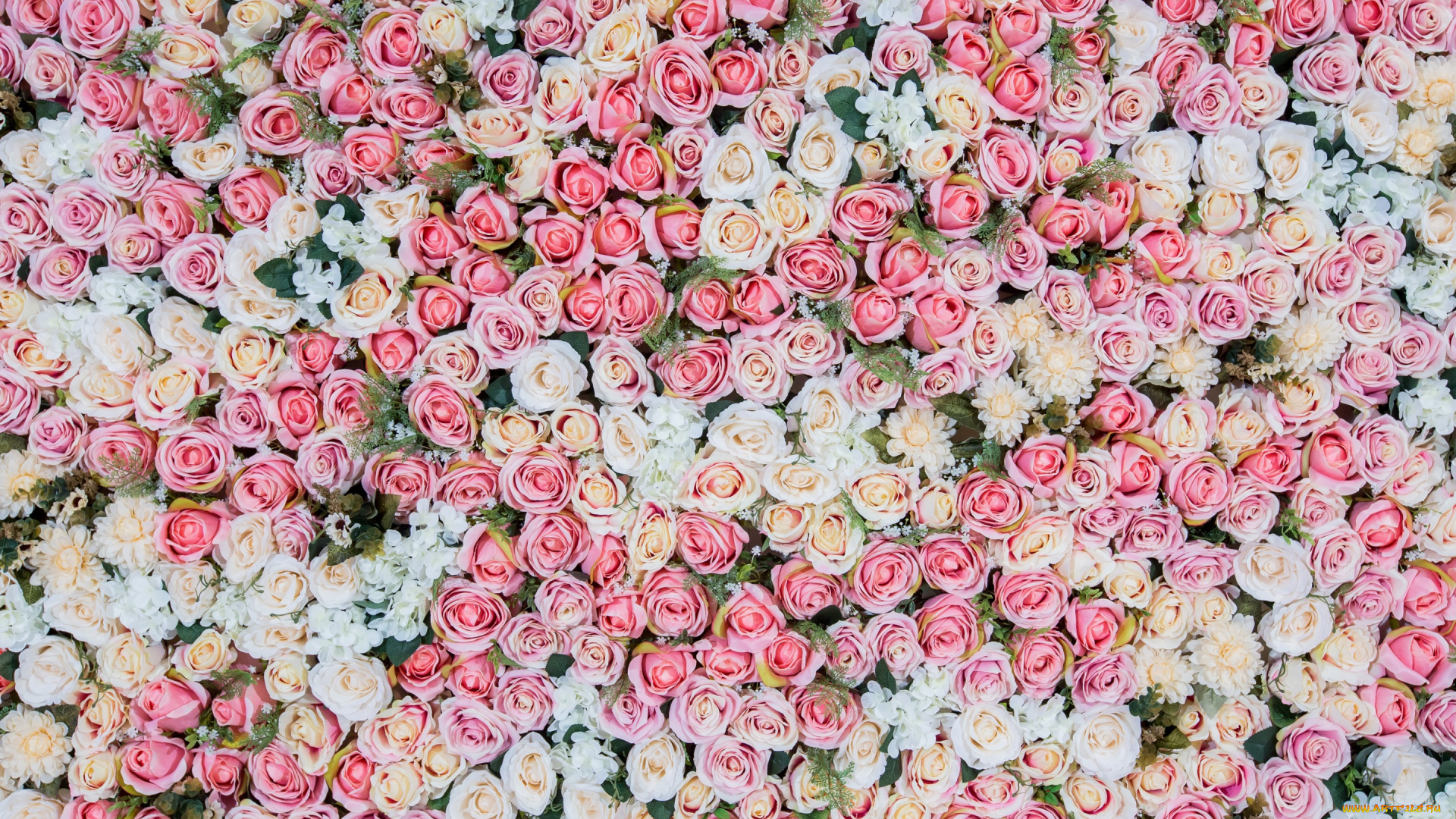 цветы, розы, бутоны, розовые, roses, pink, фон, bud, flowers