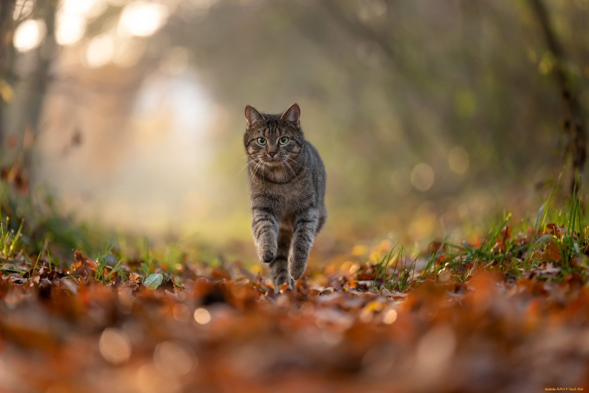 животные, коты, кот, кошка