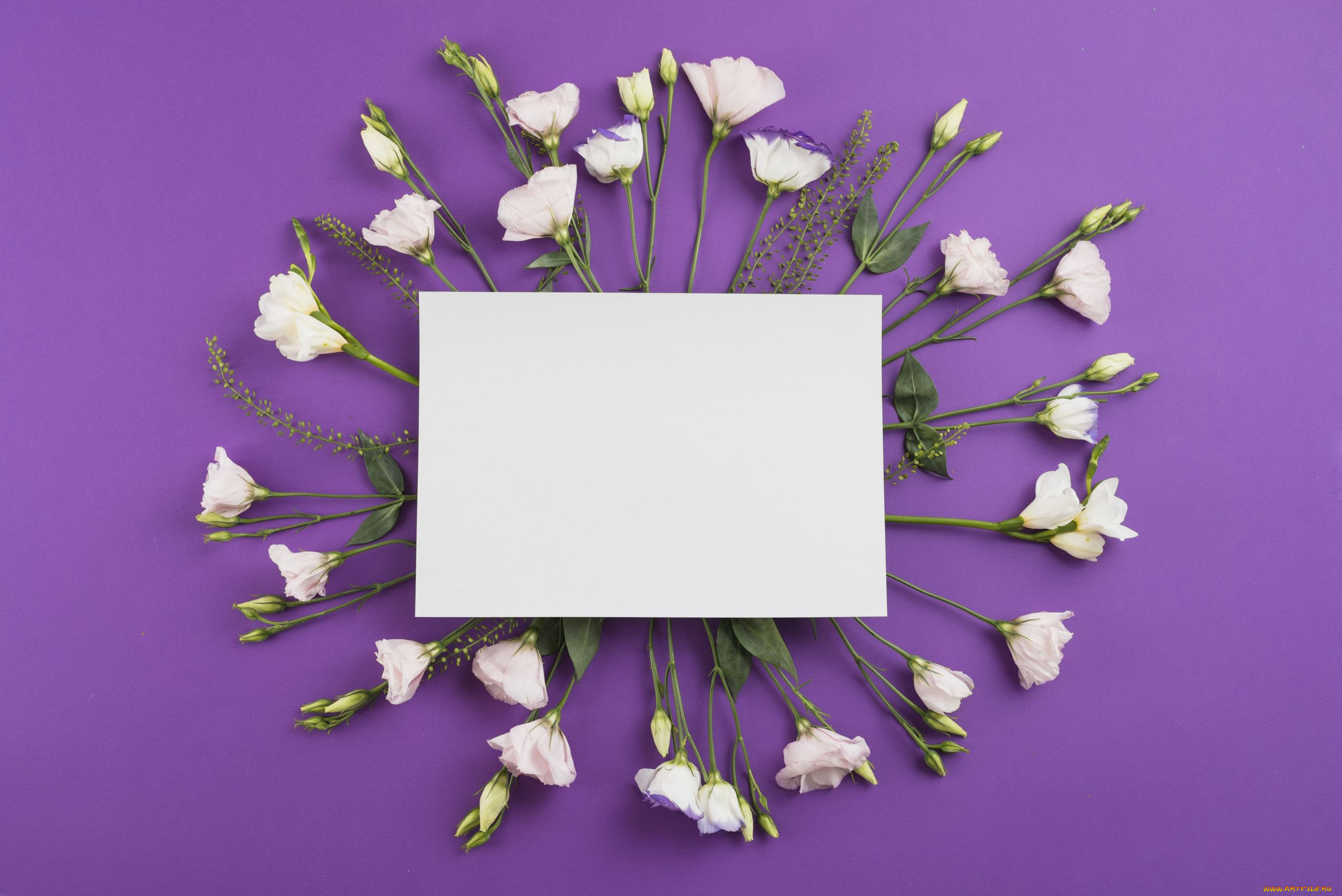 цветы, эустома, лиловый, фон, белая, бумага