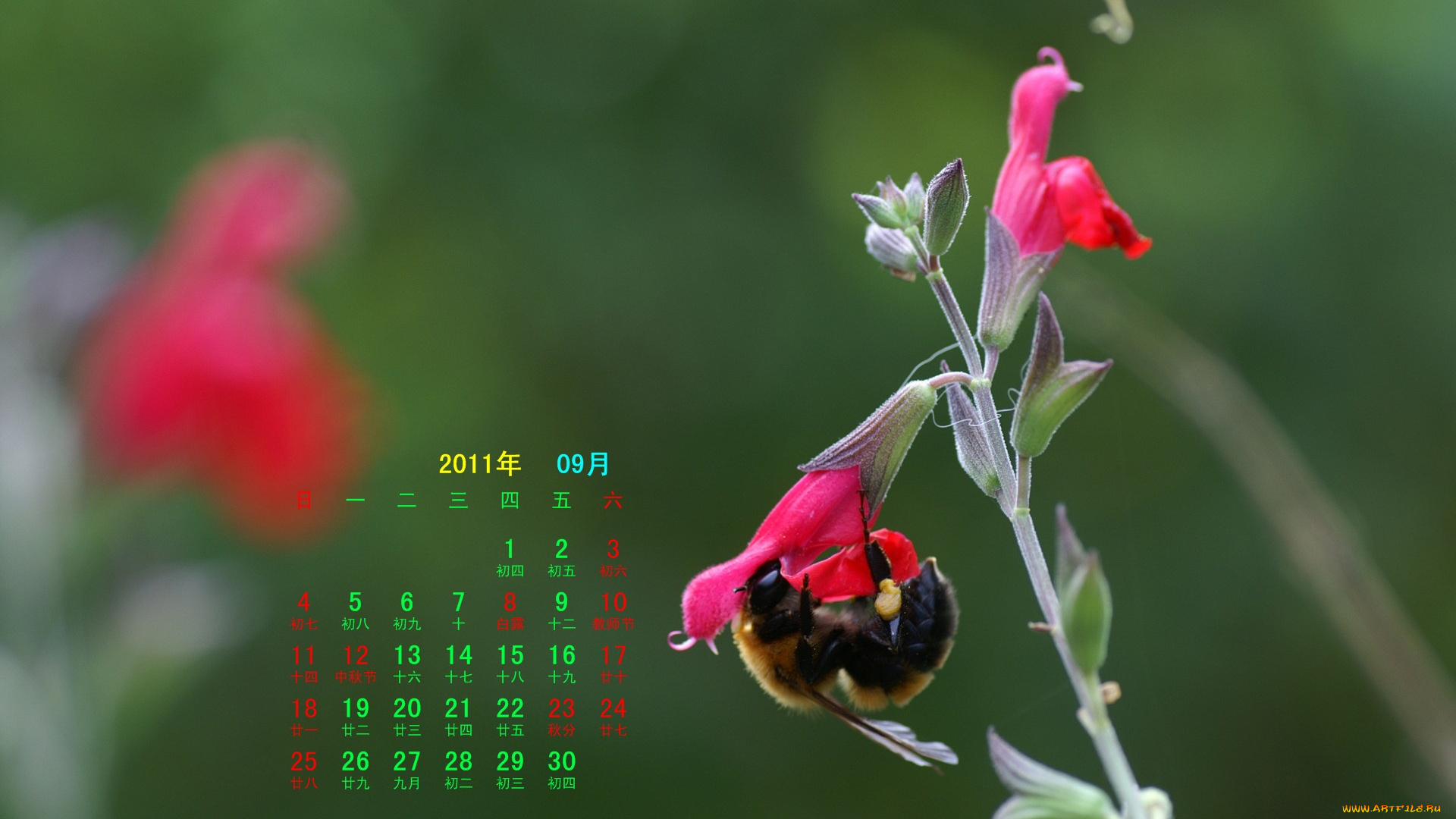календари, животные, пчела, цветок