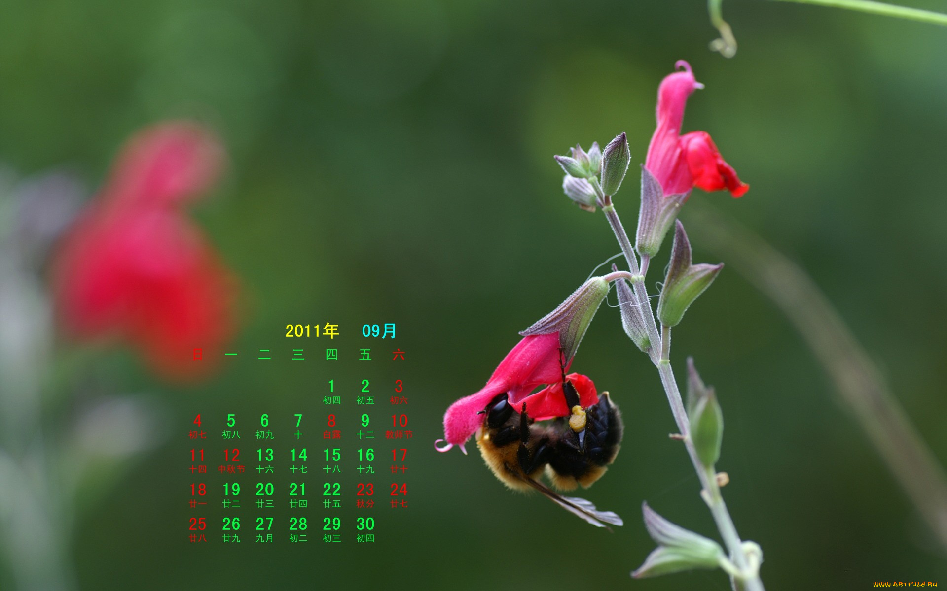 календари, животные, пчела, цветок