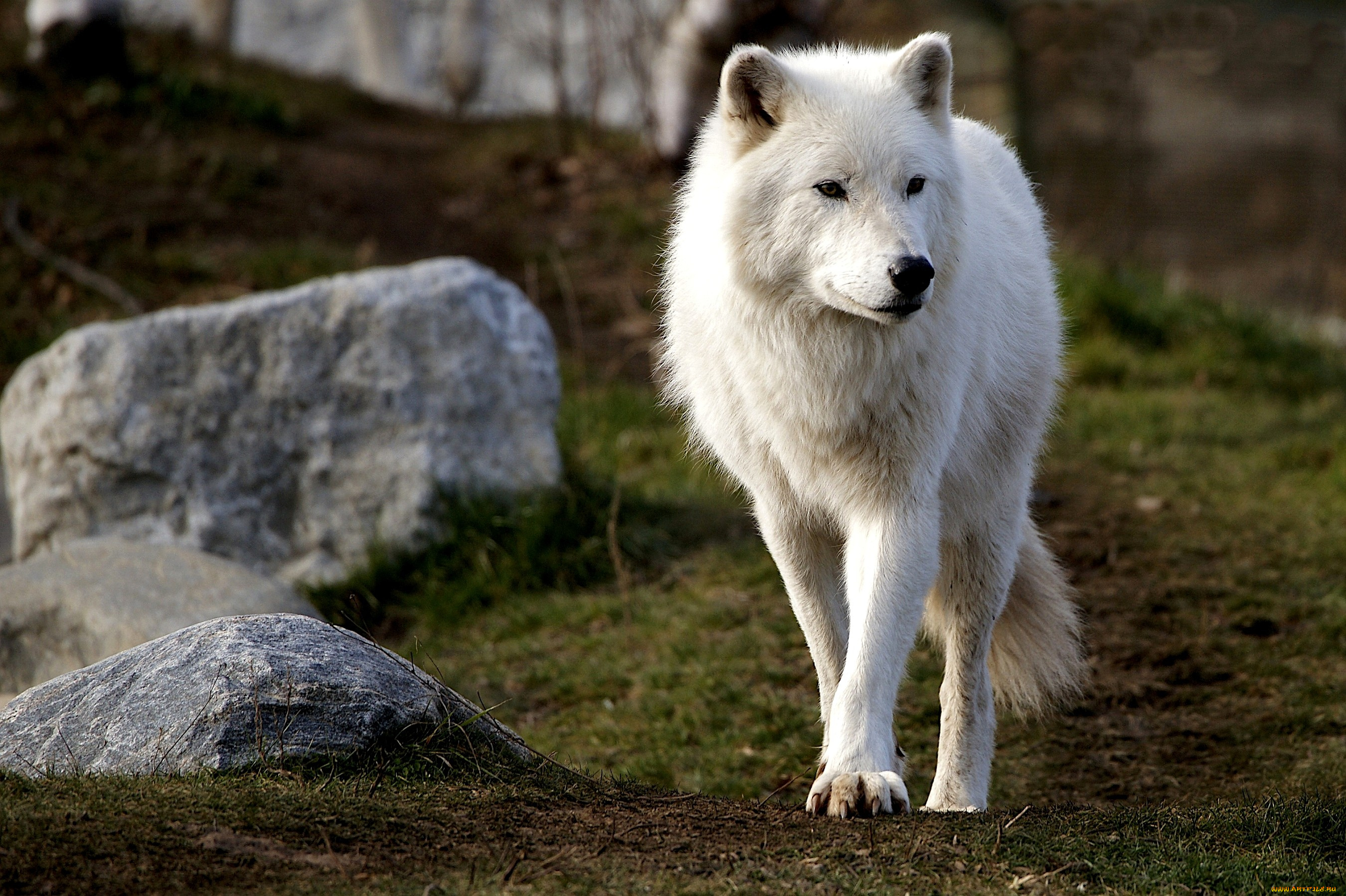 арктический, волк, животные, волки, хищник, белый