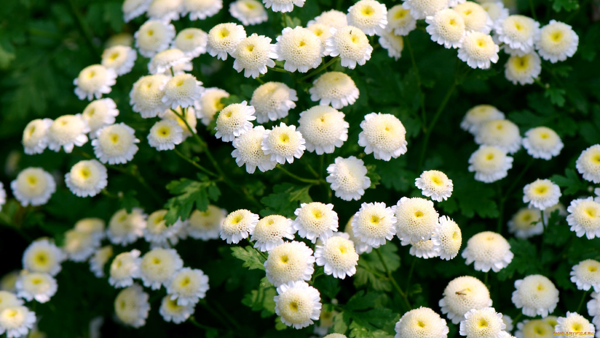 цветы, хризантемы, много, белый