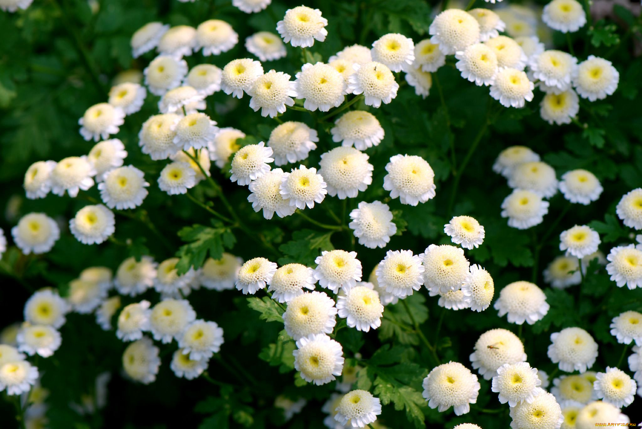цветы, хризантемы, много, белый