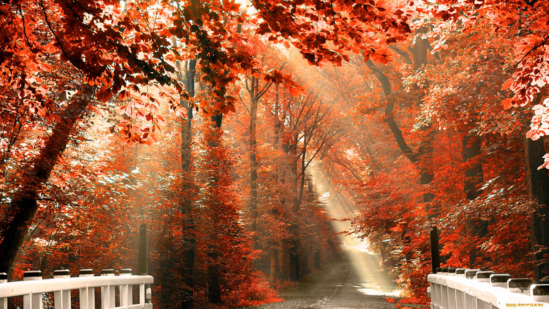 природа, дороги, осень, мостик