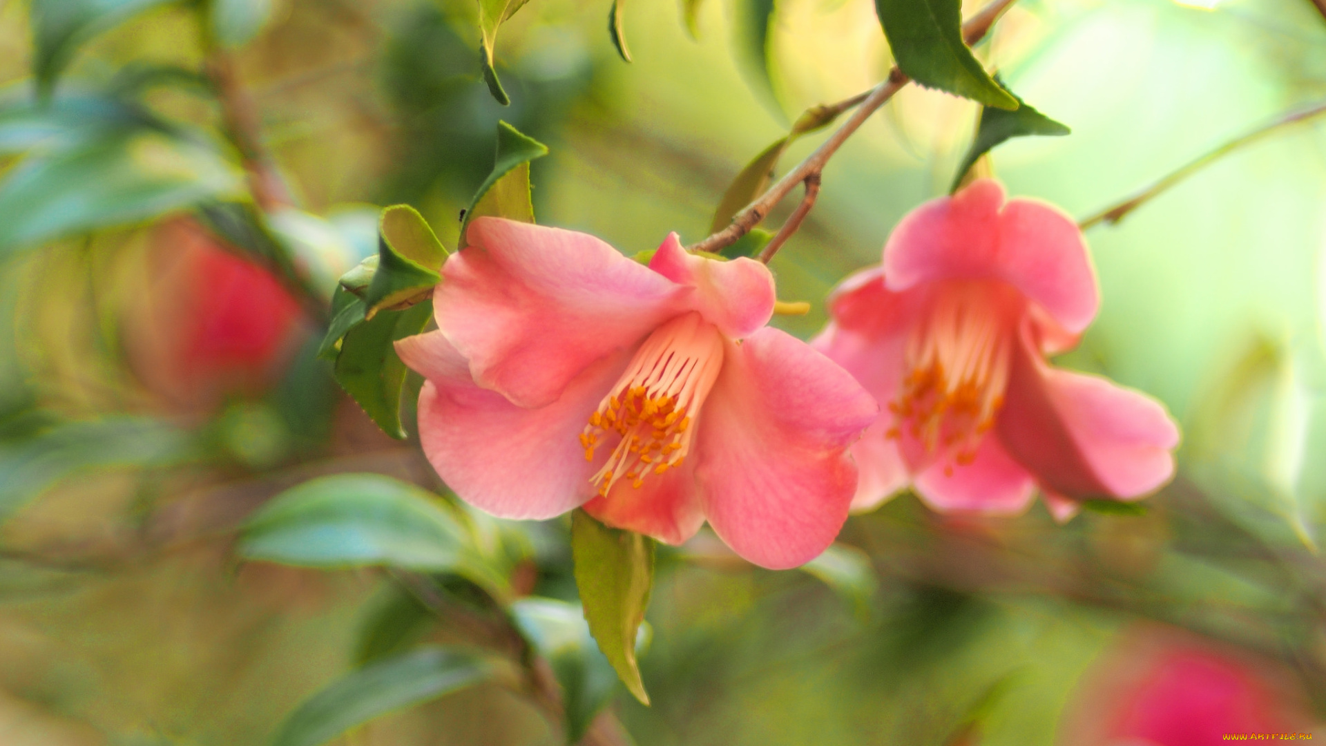 цветы, камелии, camellia, кустарник, цветение, бутон, bud, flowering, shrubs, leaf, листья, камелия