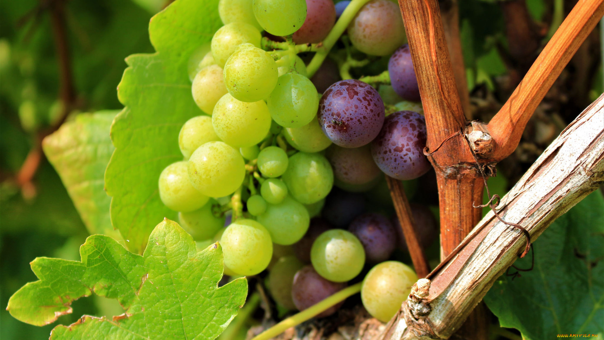 природа, Ягоды, , виноград, листва, виноградник, grapes, leaves, the, vineyard, виноград, грозди