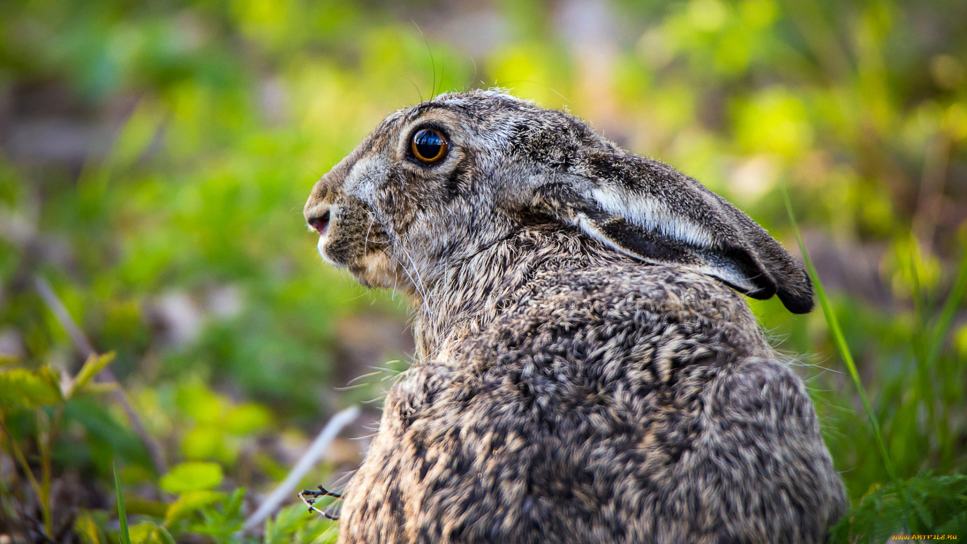 животные, кролики, , зайцы, трава, ушки, животное, кролик, природа