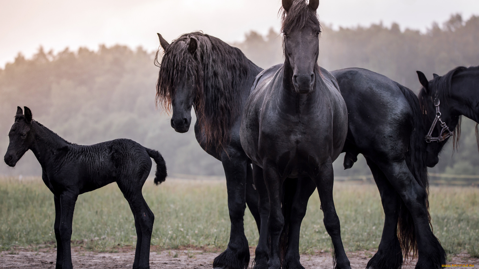 животные, лошади, handsome, animal, horse, красавцы, животное