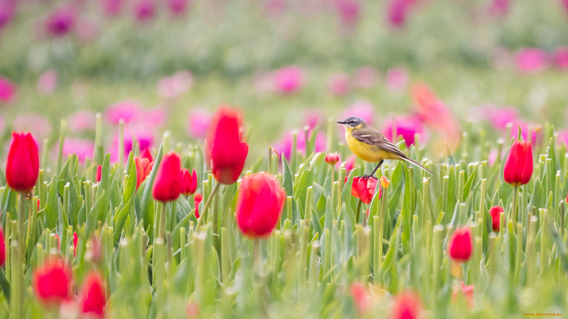 животные, птицы, птица, цветы, тюльпаны, поле, природа