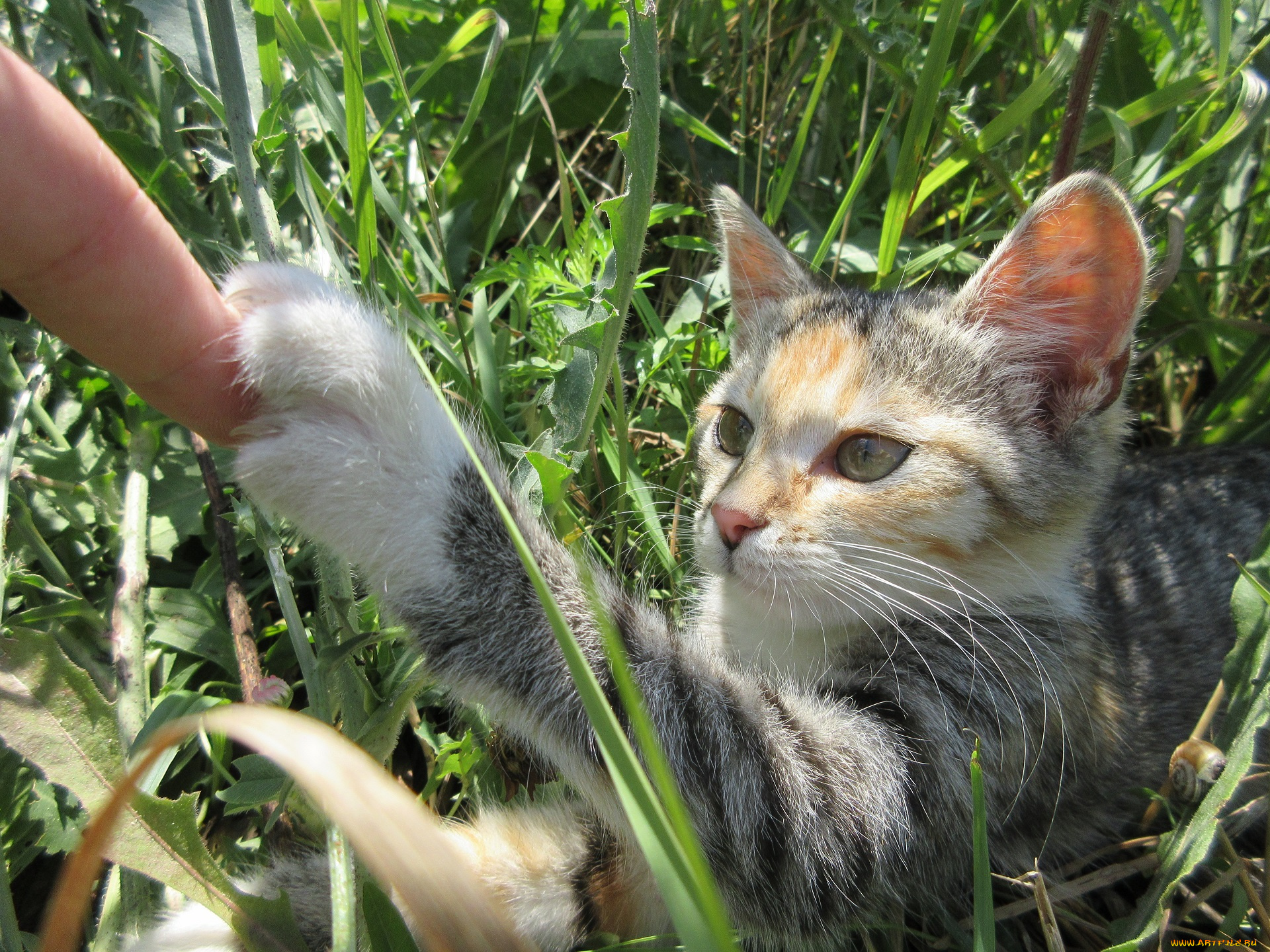 животные, коты, кошка, трава